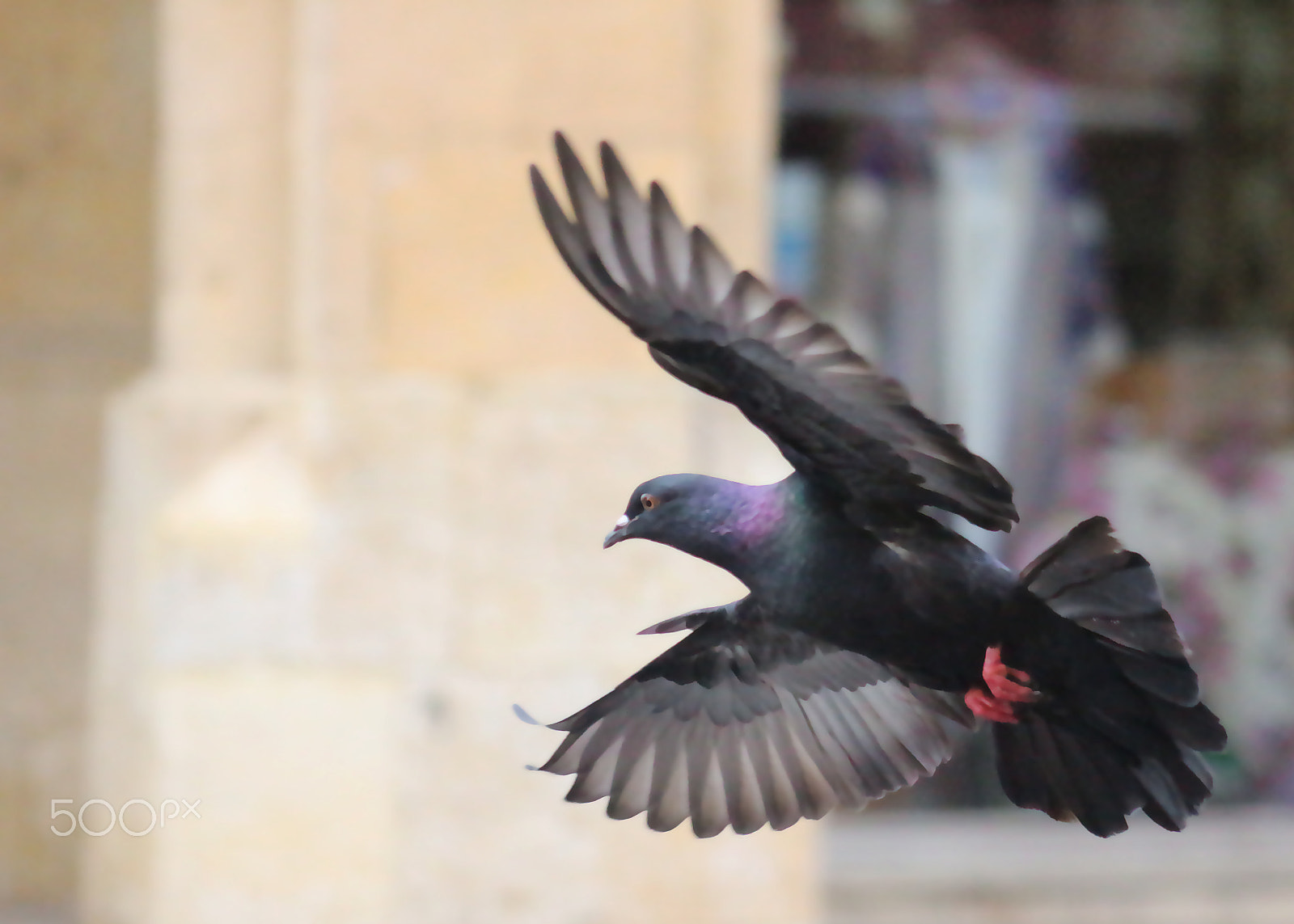 Canon EOS 700D (EOS Rebel T5i / EOS Kiss X7i) + EF75-300mm f/4-5.6 sample photo. Dove photography
