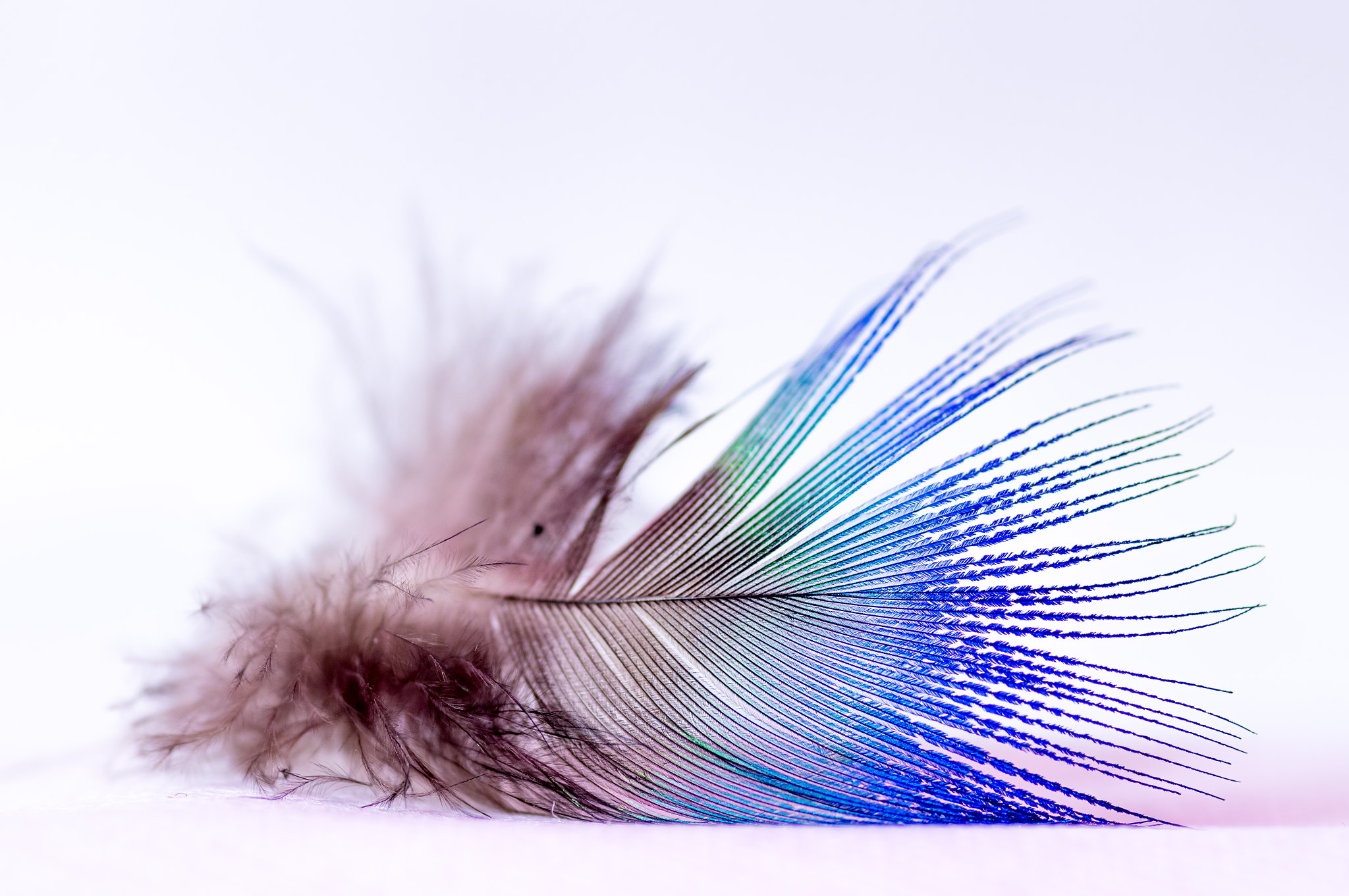 Pentax smc D-FA 100mm F2.8 macro sample photo. Feather photography