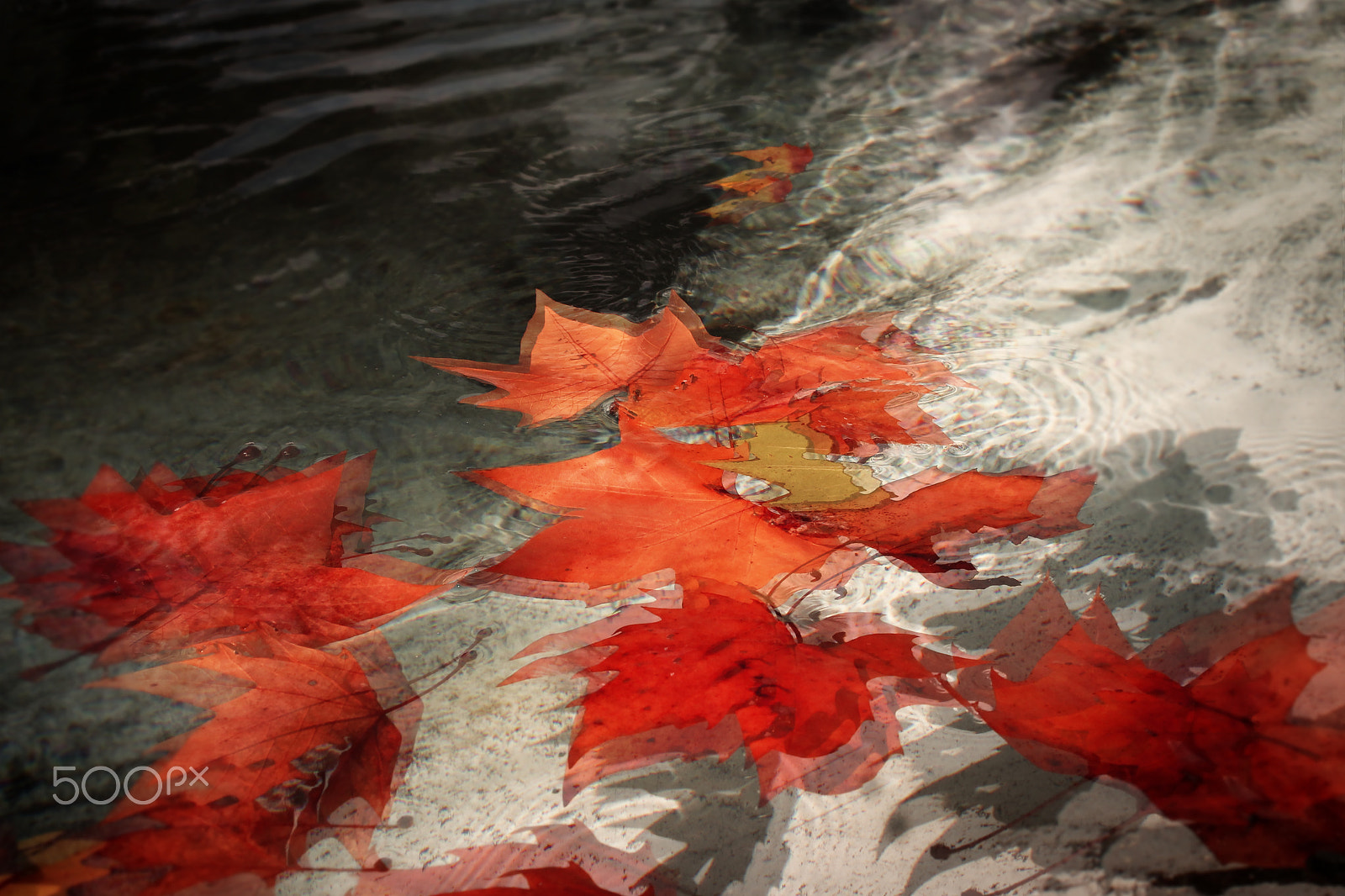 Canon EF-S 18-55mm F3.5-5.6 IS sample photo. Leaves in water photography