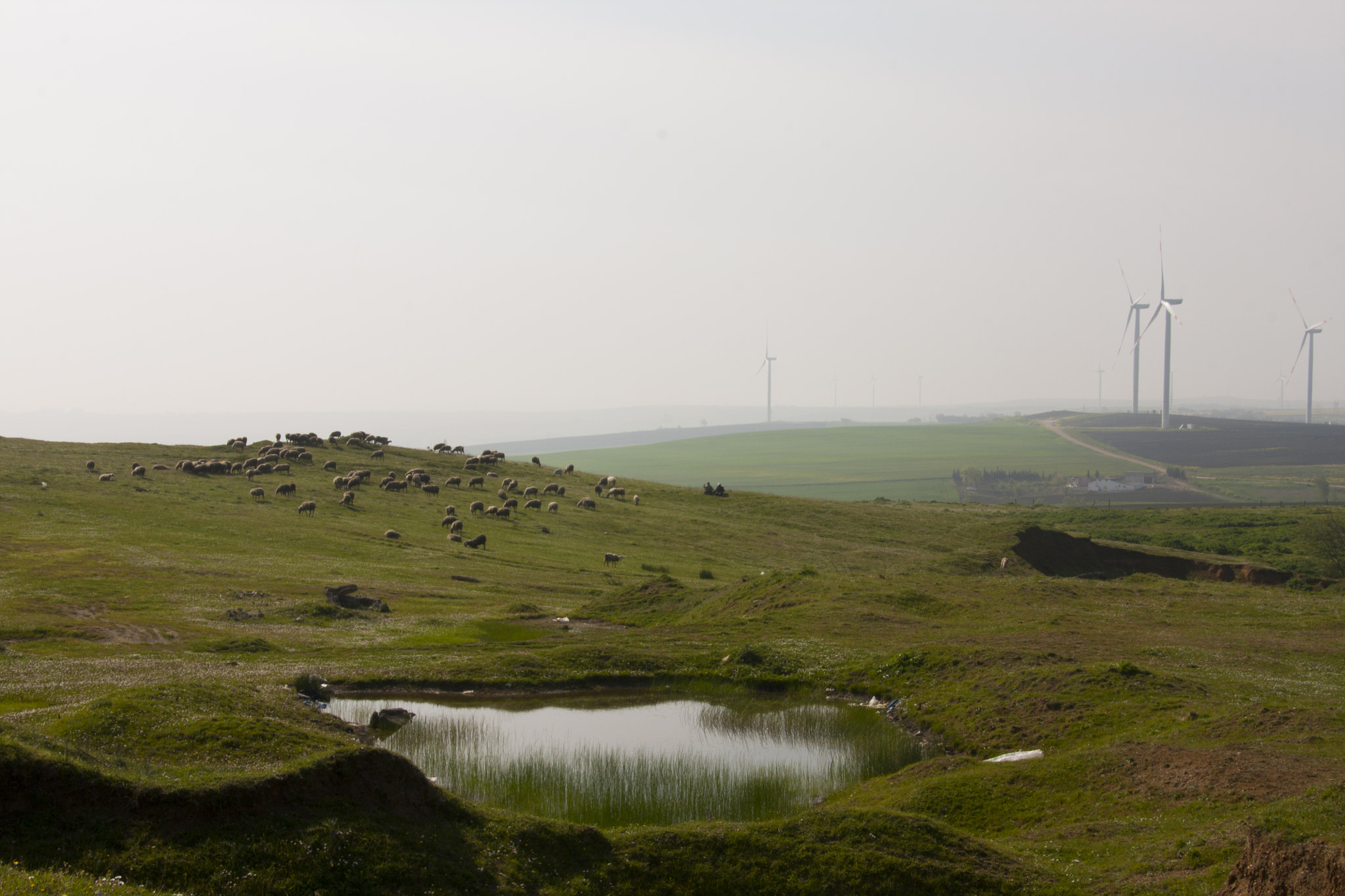 Canon EOS 450D (EOS Rebel XSi / EOS Kiss X2) sample photo. The herd photography
