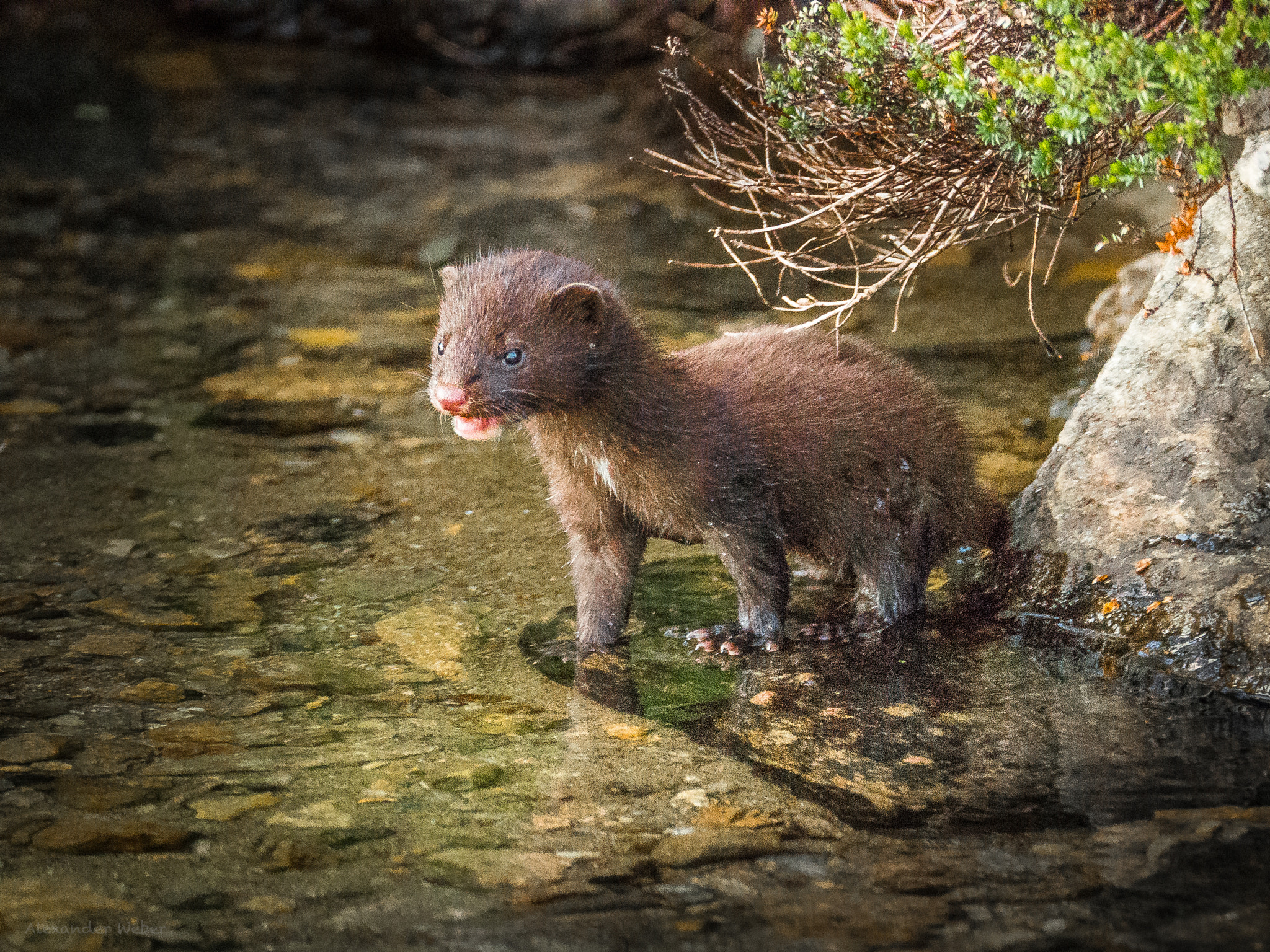 Olympus OM-D E-M10 II sample photo. Little marten photography