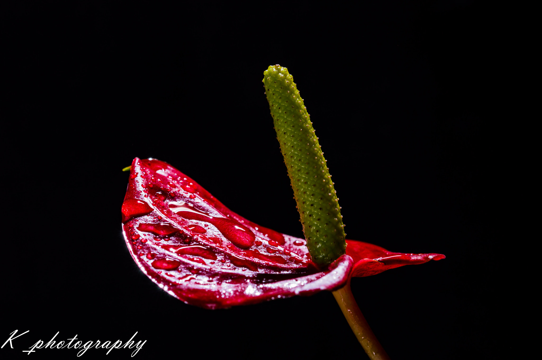Sigma 105mm F2.8 EX DG OS HSM sample photo. Anthurium. photography