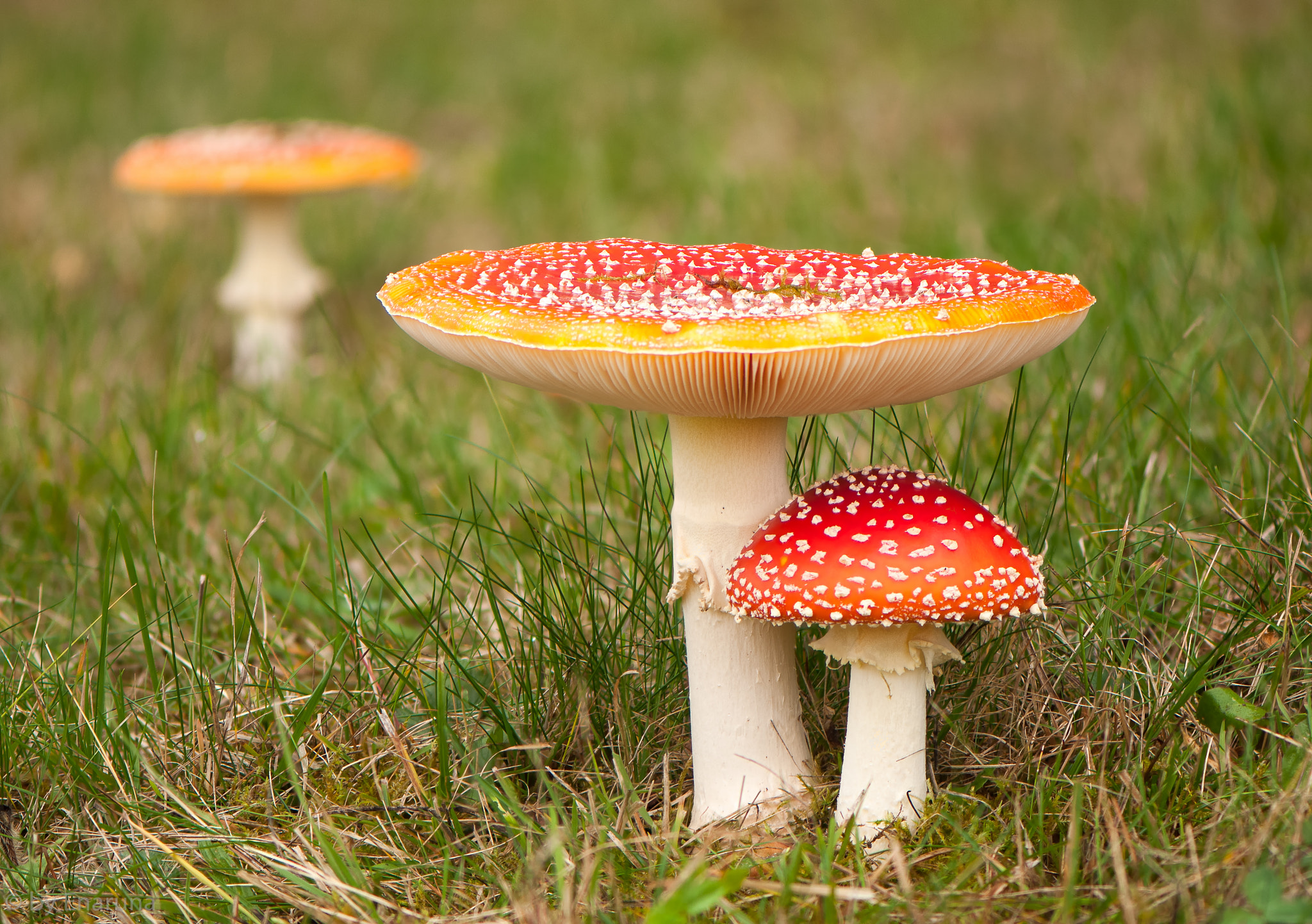 Nikon AF-S Micro-Nikkor 105mm F2.8G IF-ED VR sample photo. Fly agaric photography