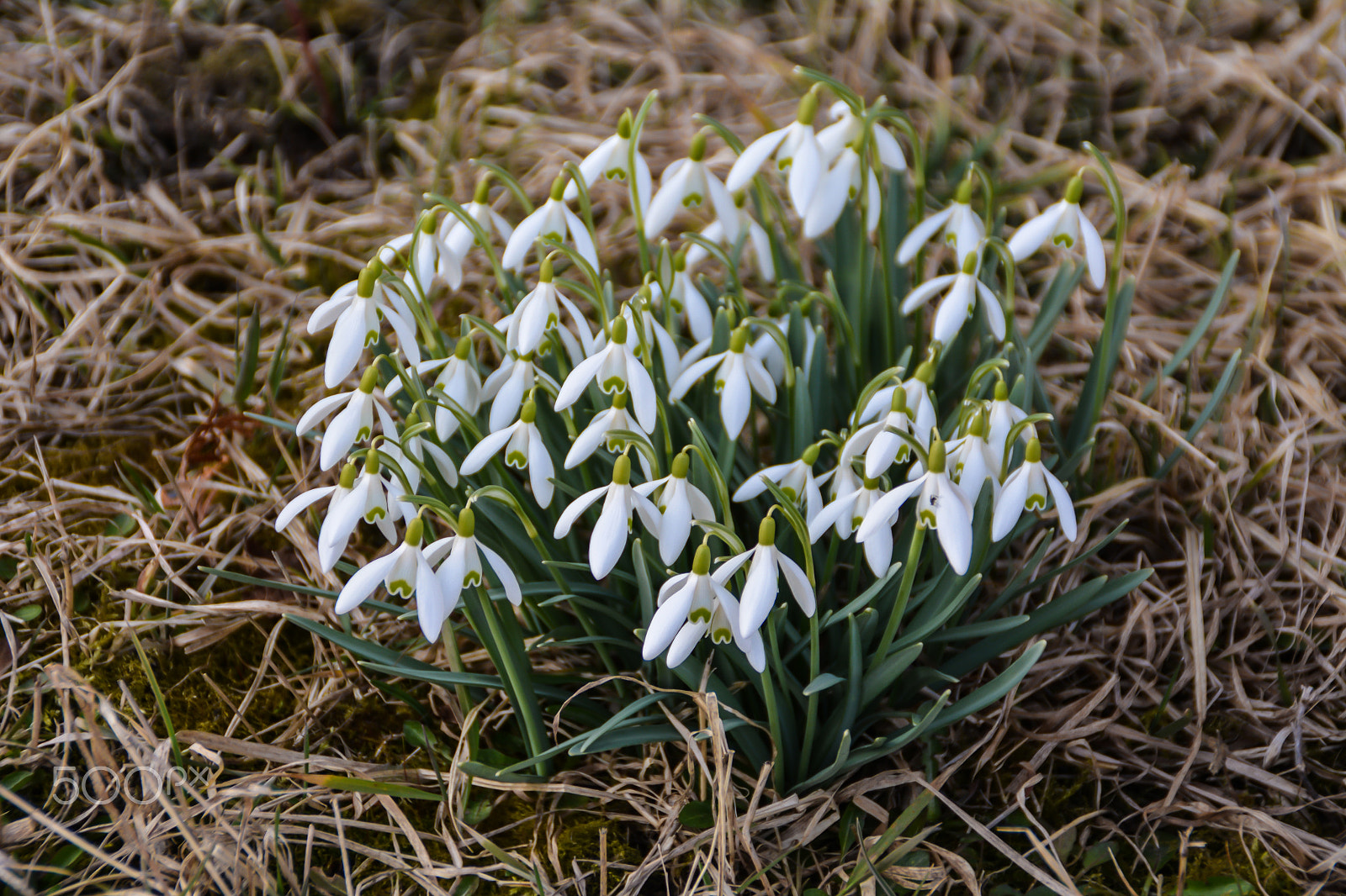 Nikon D5200 + Tamron AF 18-200mm F3.5-6.3 XR Di II LD Aspherical (IF) Macro sample photo. Snowdrop group on the meadow photography