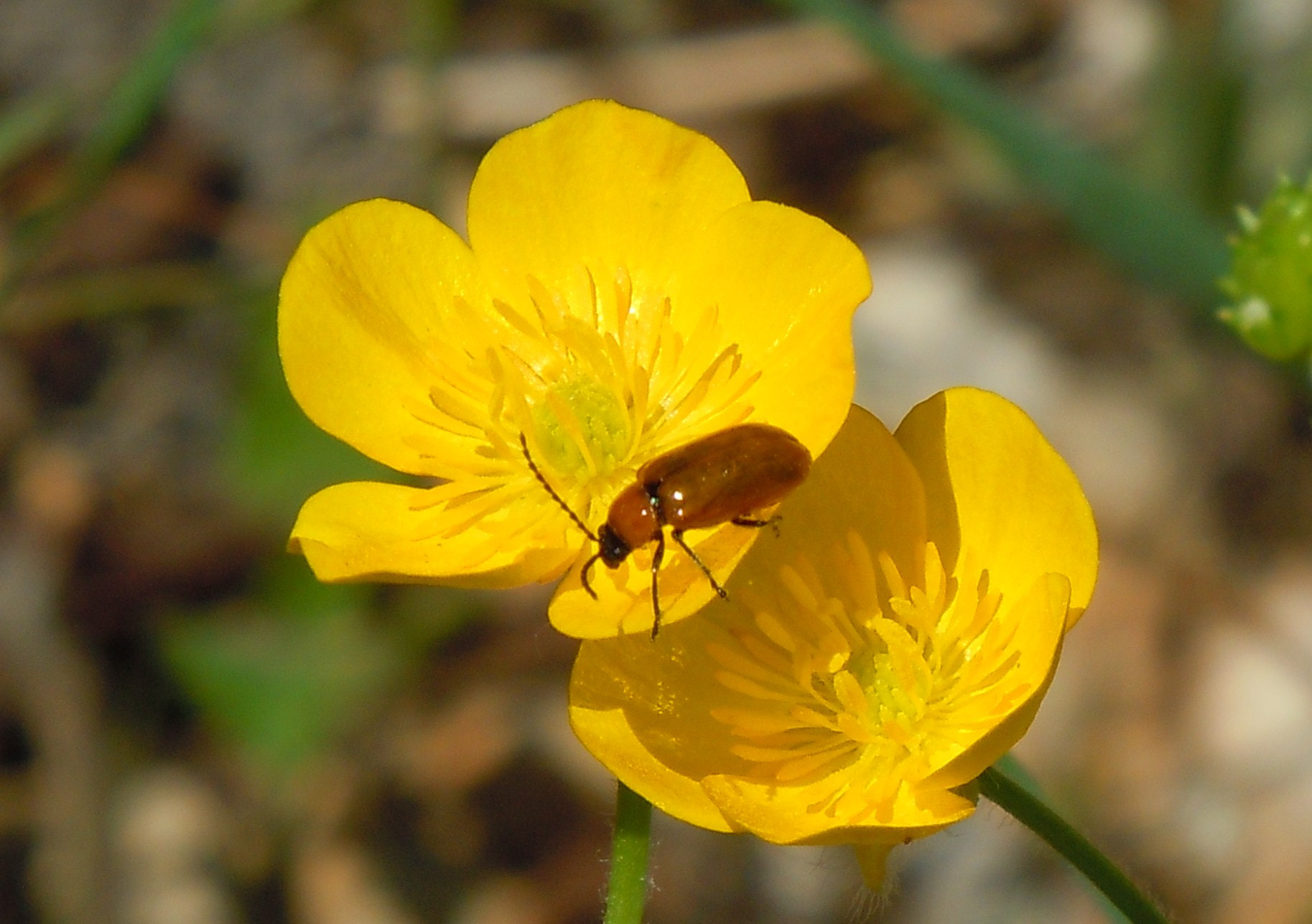 Nikon Coolpix S8000 sample photo. Flower photography