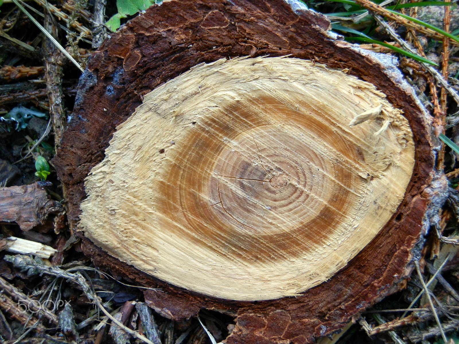 Olympus SZ-10 sample photo. Wooden eye from pine wood photography