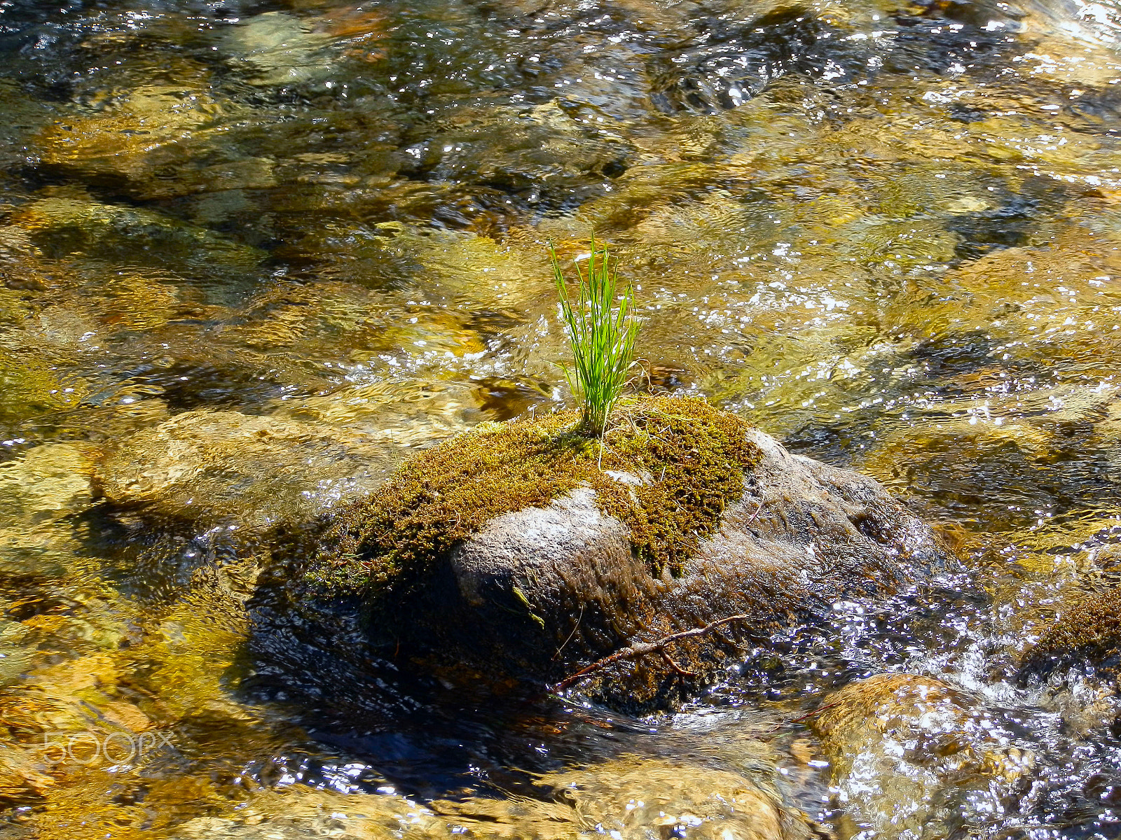 Olympus SZ-10 sample photo. Green grass on the river photography