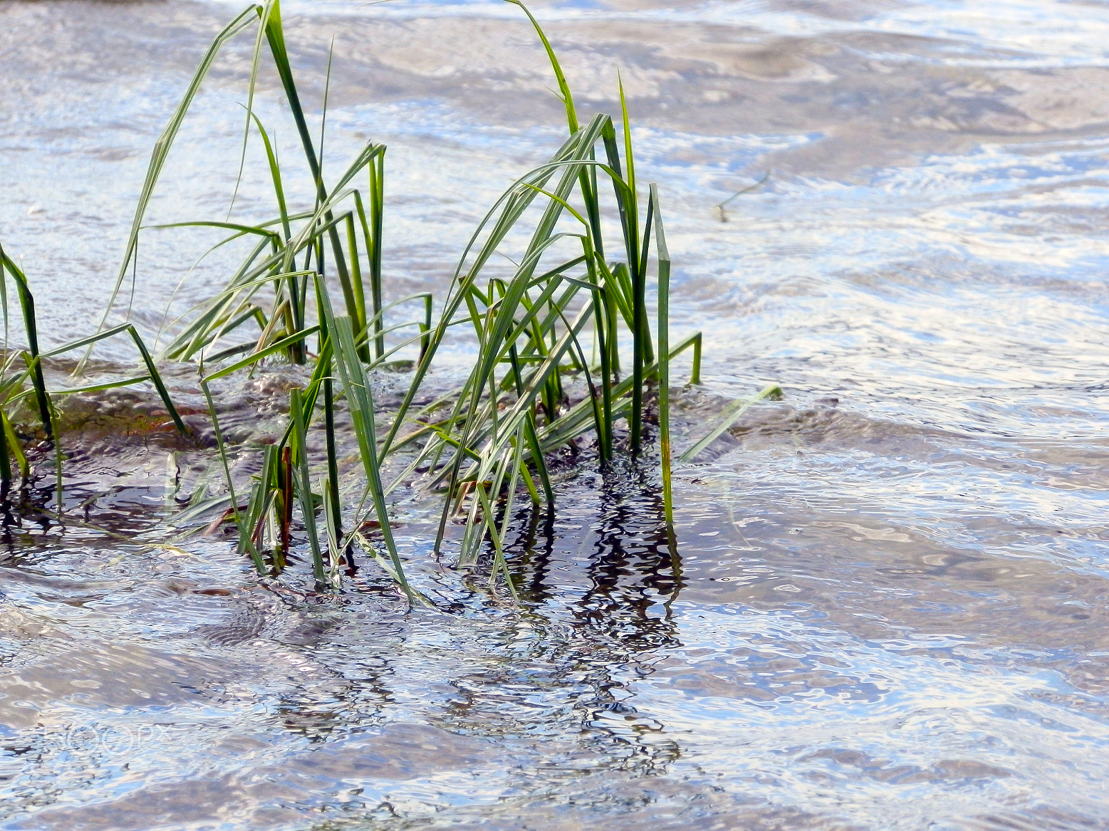 Olympus SZ-10 sample photo. Grass in the water photography