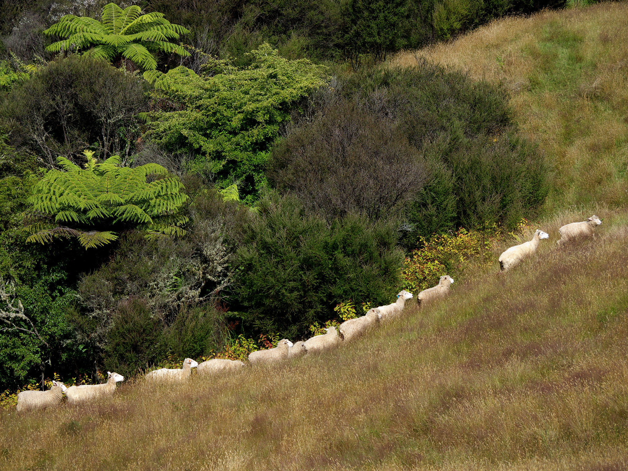 Panasonic Lumix DMC-GH2 sample photo. The sheep curve. photography