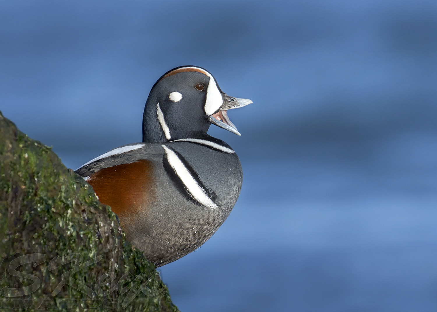 Nikon D7200 sample photo. Quacker (harlequin duck) photography