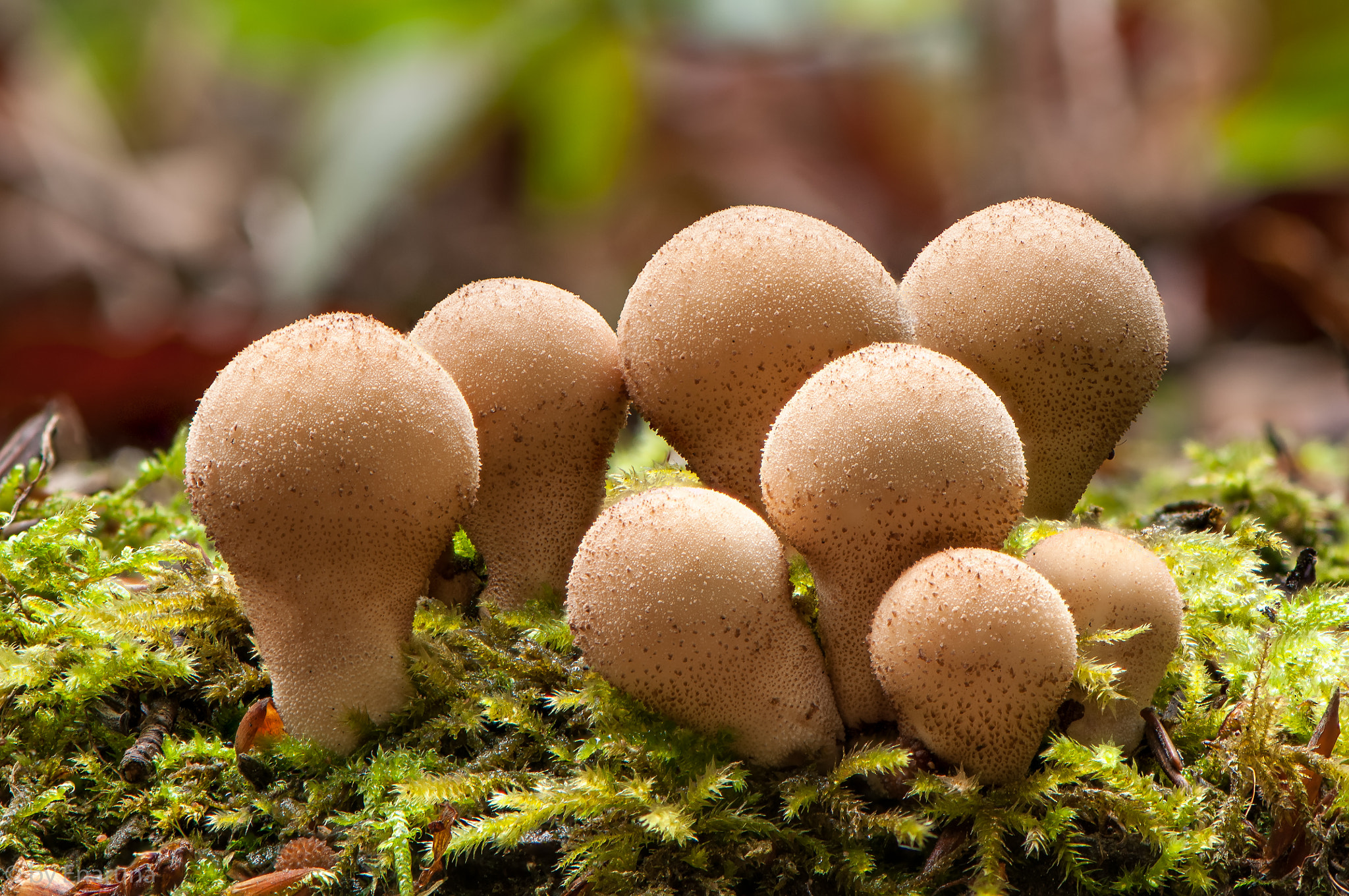 Nikon AF-S Micro-Nikkor 105mm F2.8G IF-ED VR sample photo. Pear puffballs photography