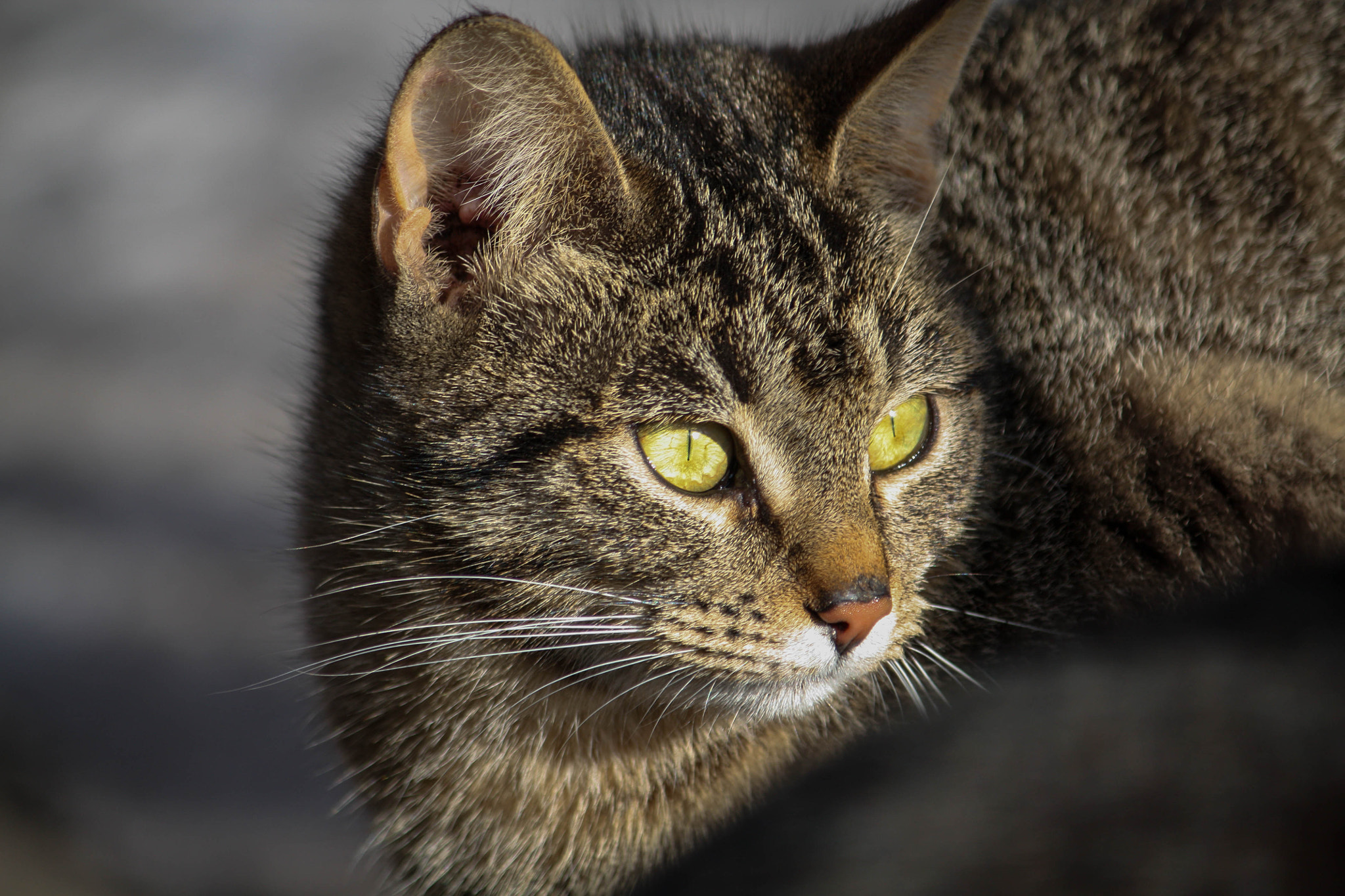 Canon EF-S 55-250mm F4-5.6 IS sample photo