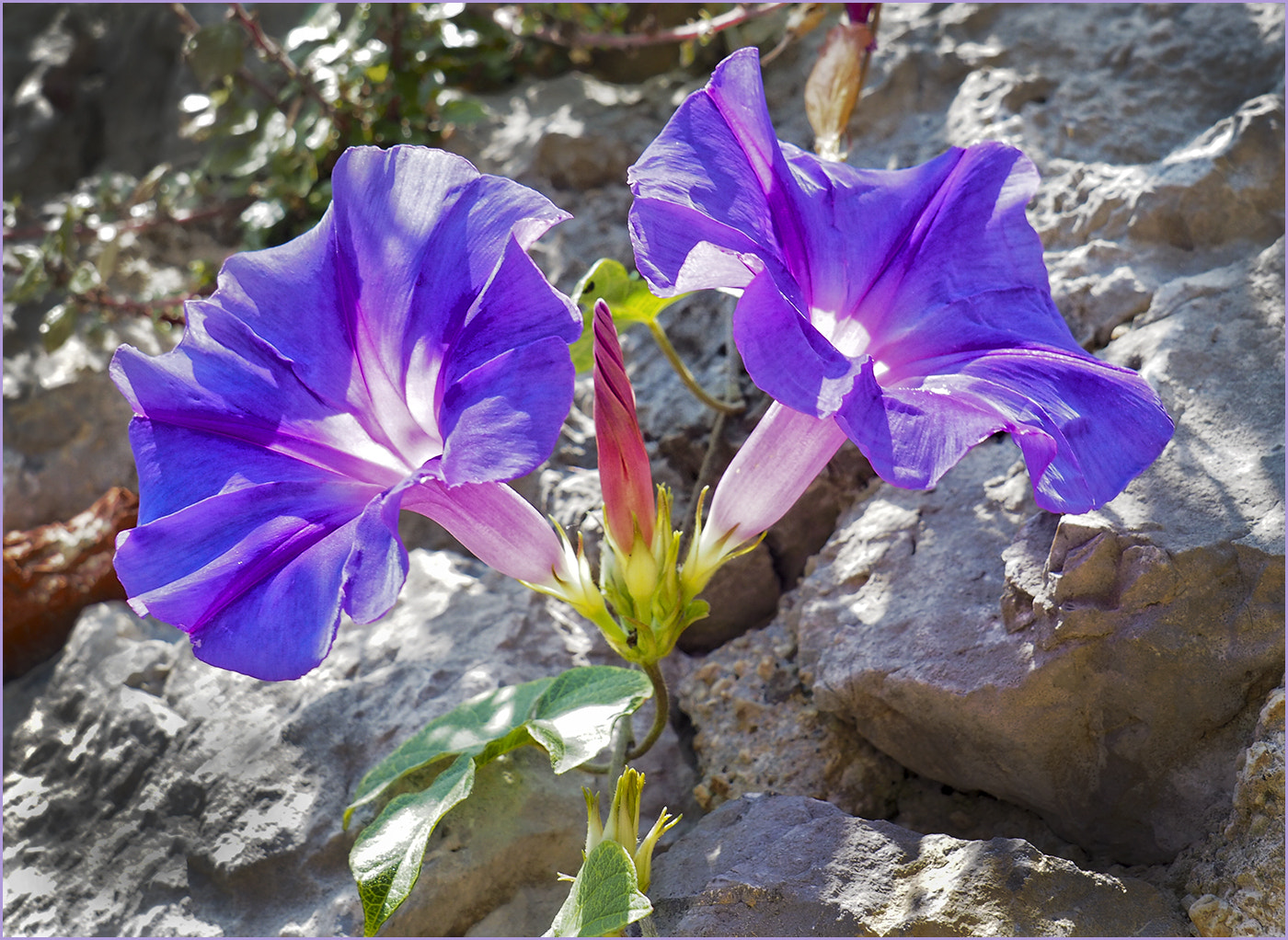 OLYMPUS M.14-150mm F4.0-5.6 II sample photo. Convolvulus photography