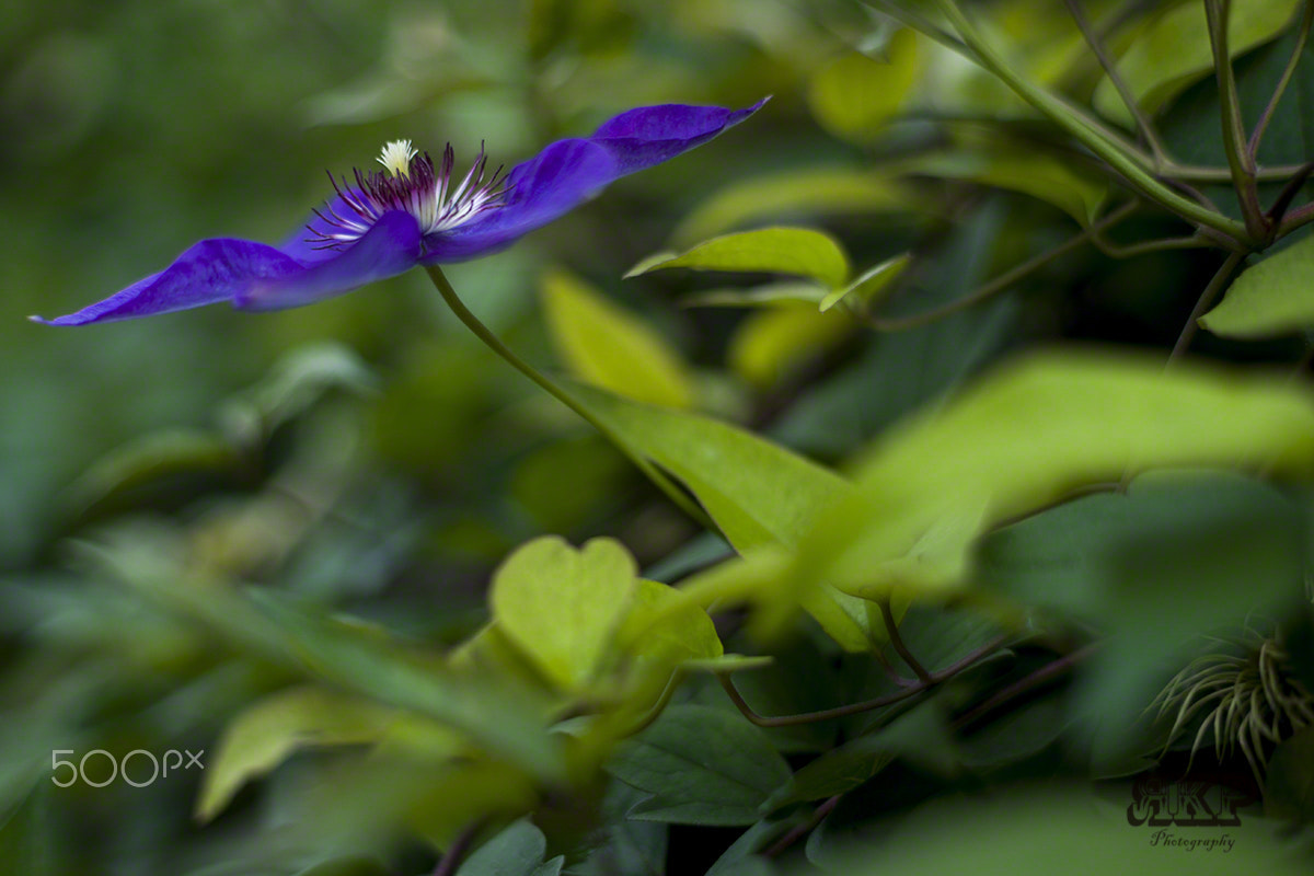 Sony a99 II + Minolta AF 50mm F1.4 [New] sample photo. Blüte photography