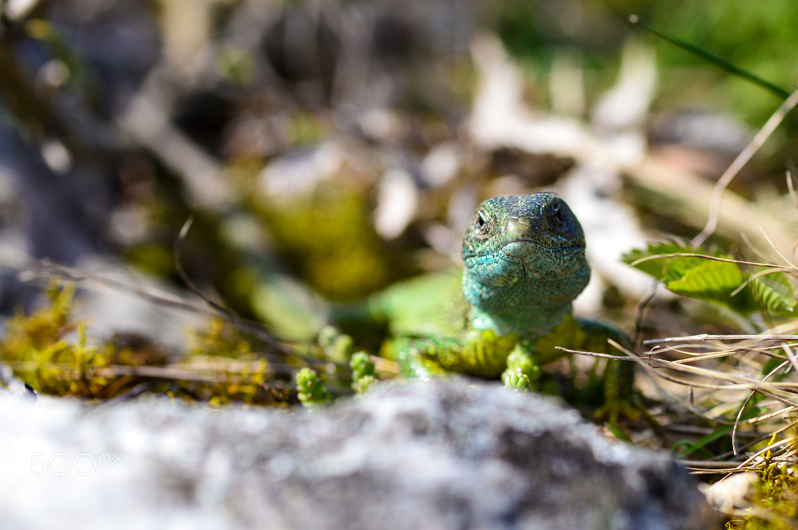 Nikon D3200 + Sigma 105mm F2.8 EX DG Macro sample photo. Green lizard photography