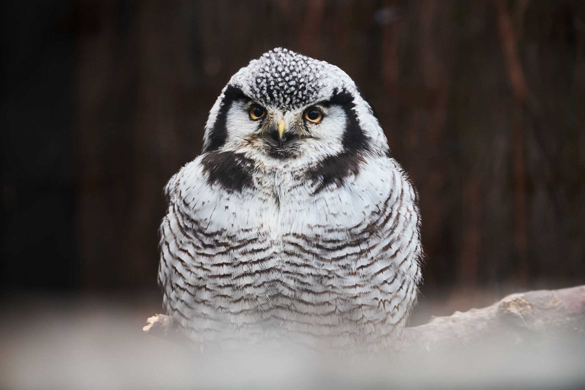 Fujifilm X-T10 sample photo. Northern hawk owl photography