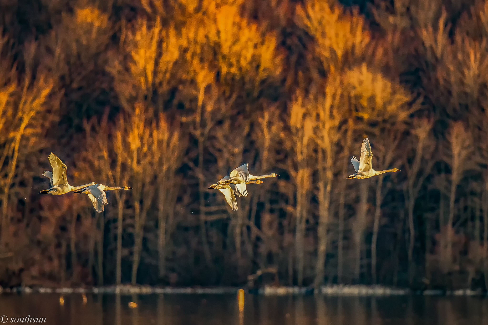 Canon EF 600mm F4L IS II USM sample photo. Swan photography