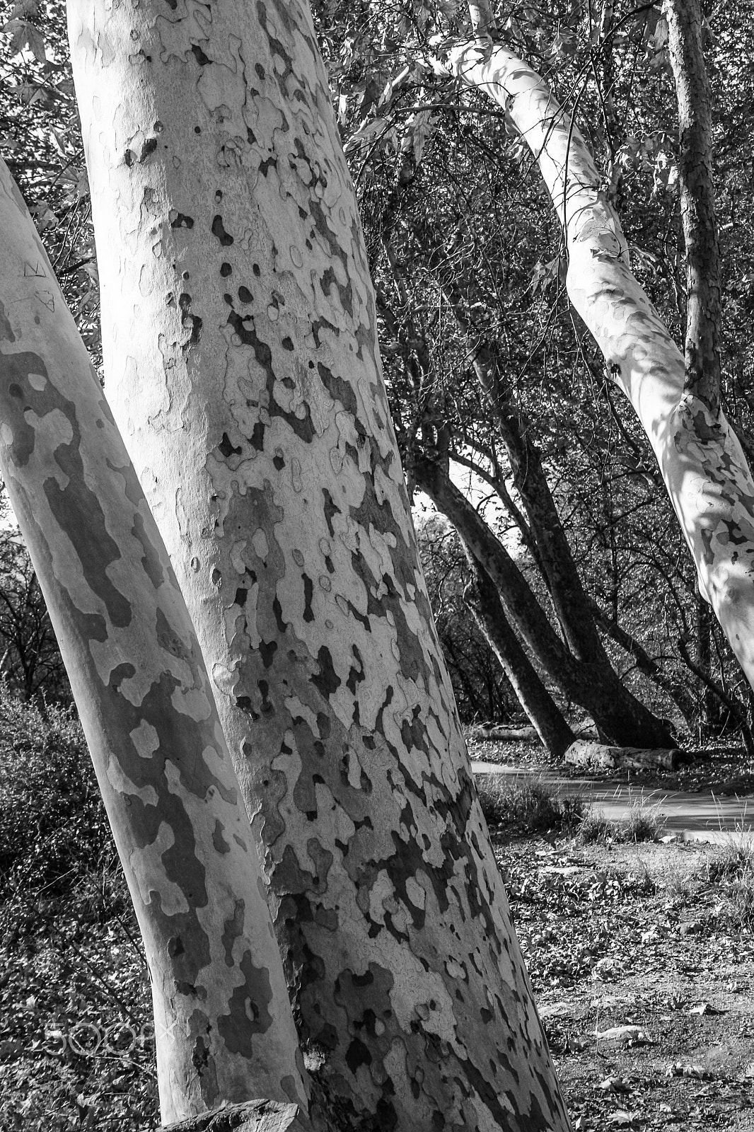 Canon EOS 400D (EOS Digital Rebel XTi / EOS Kiss Digital X) sample photo. Walk in the woods photography