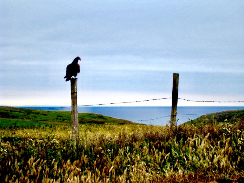 Canon POWERSHOT SD870 IS sample photo. Turkey vulture, point reyes, california 2008 photography