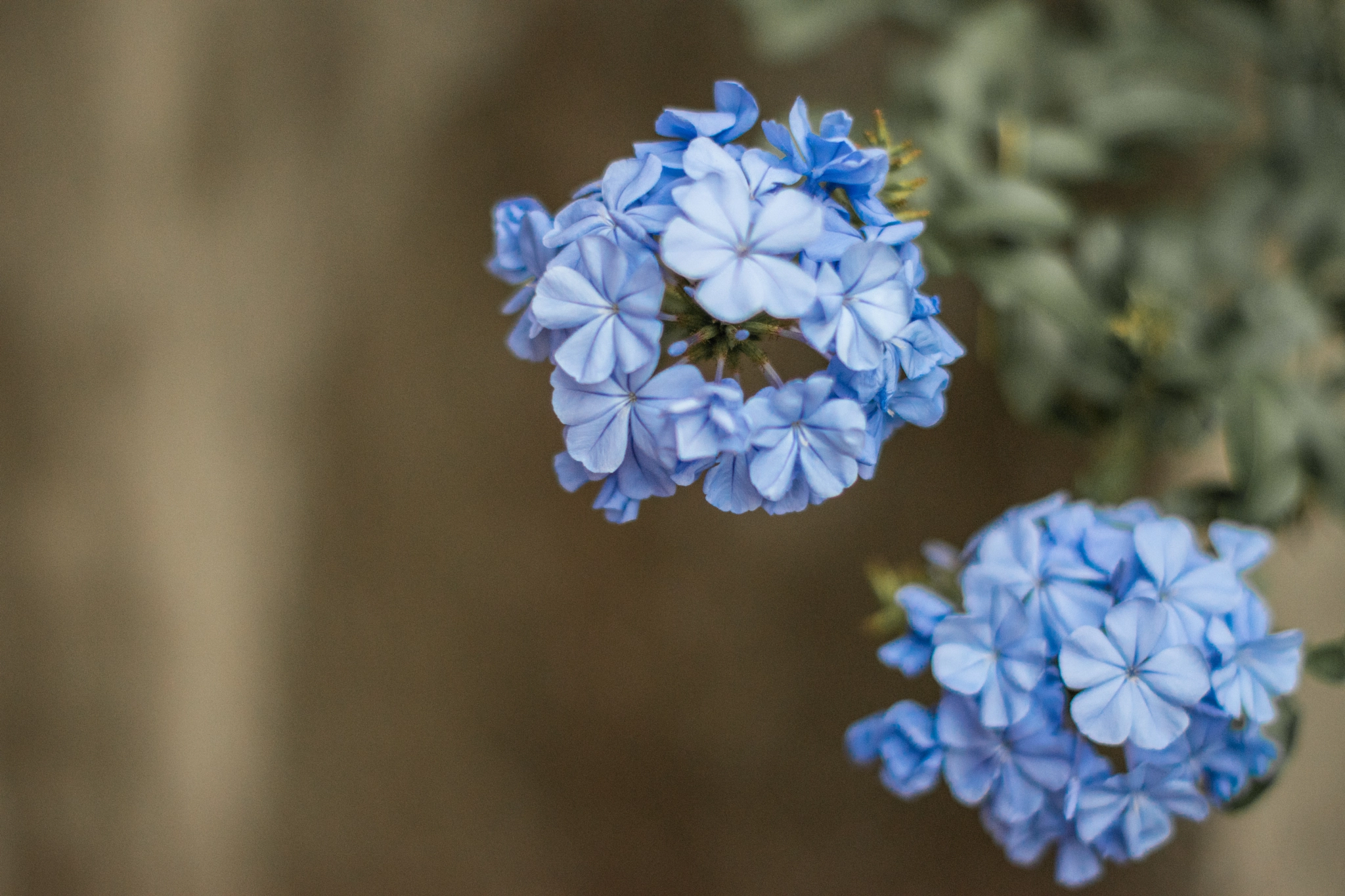 Nikon D5500 + Nikon AF-S Nikkor 50mm F1.4G sample photo. A couple of blue flowers photography