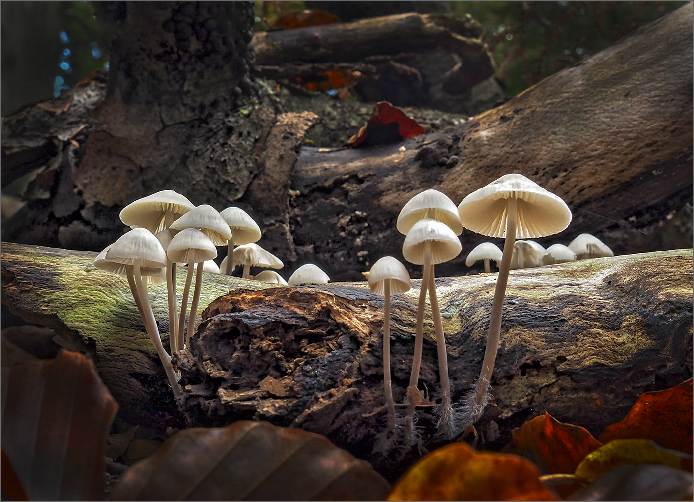 OLYMPUS M.14-150mm F4.0-5.6 II sample photo. Fungi photography