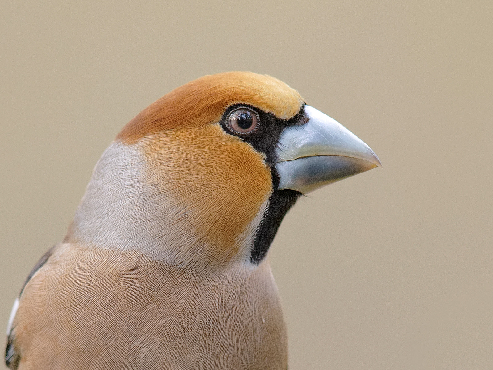 Canon EOS-1D X + Canon EF 600mm F4L IS II USM sample photo. Hawfinch.  photography