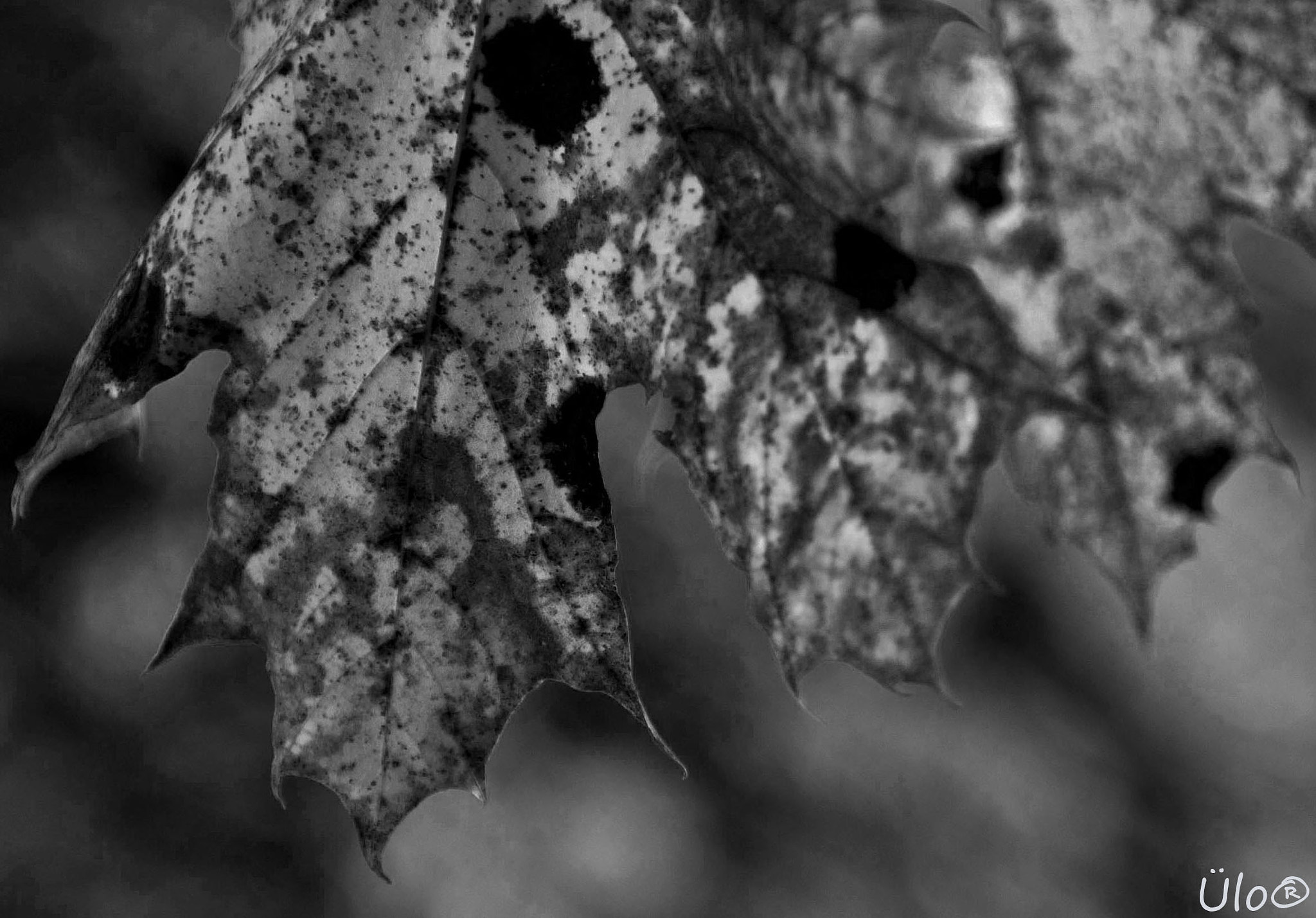 Nikon D200 sample photo. Autumn leaves photography