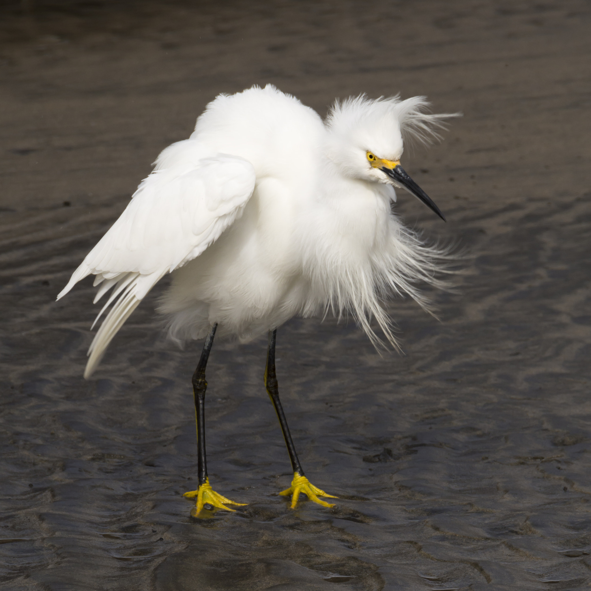 Nikon D7100 sample photo. An egret on a stormy day photography