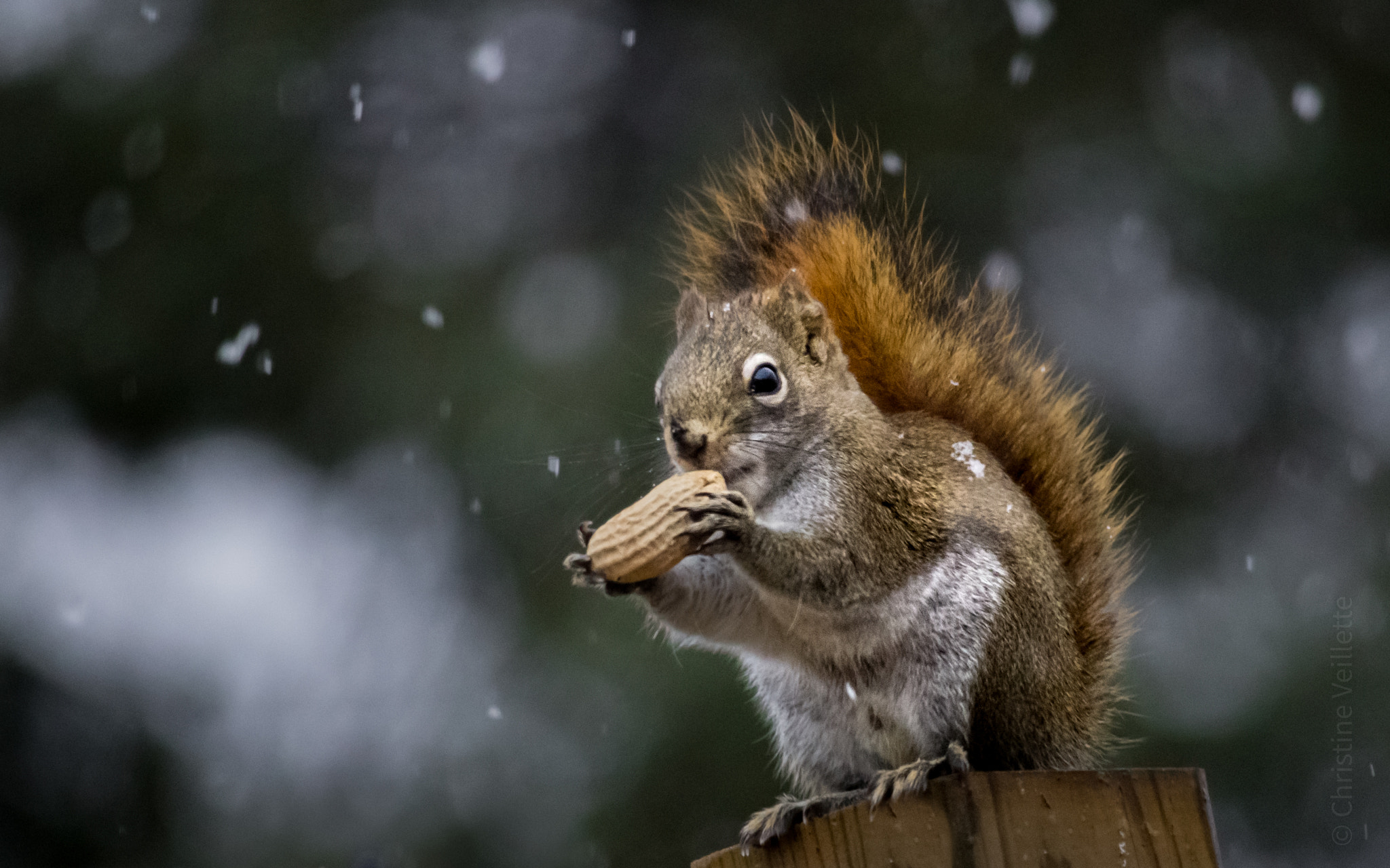 Canon EF-S 55-250mm F4-5.6 IS STM sample photo. Snowy treat photography