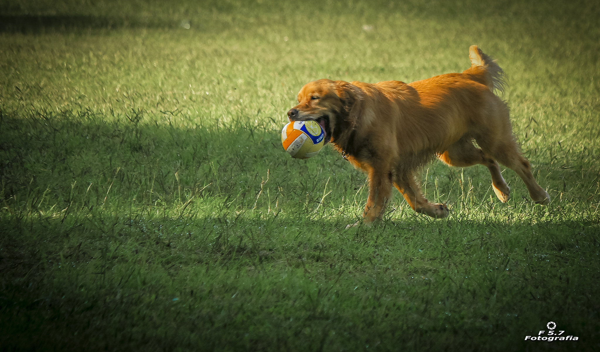 Canon EF-S 55-250mm F4-5.6 IS II sample photo. Happiness, freedom and a ball photography