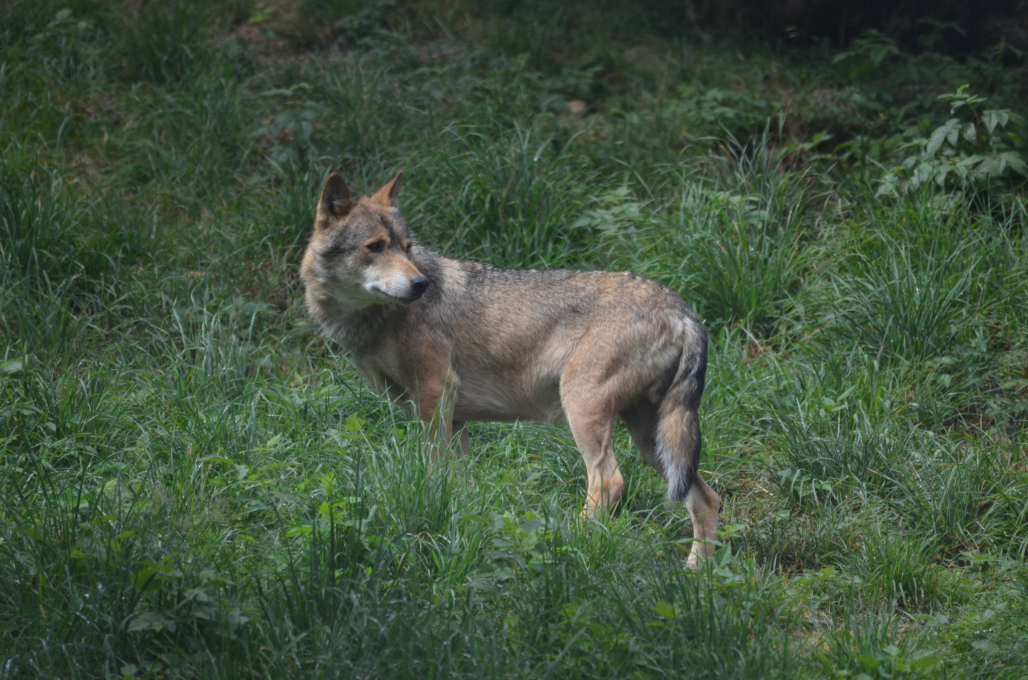 Sigma 150-500mm F5-6.3 DG OS HSM sample photo. Lobo photography