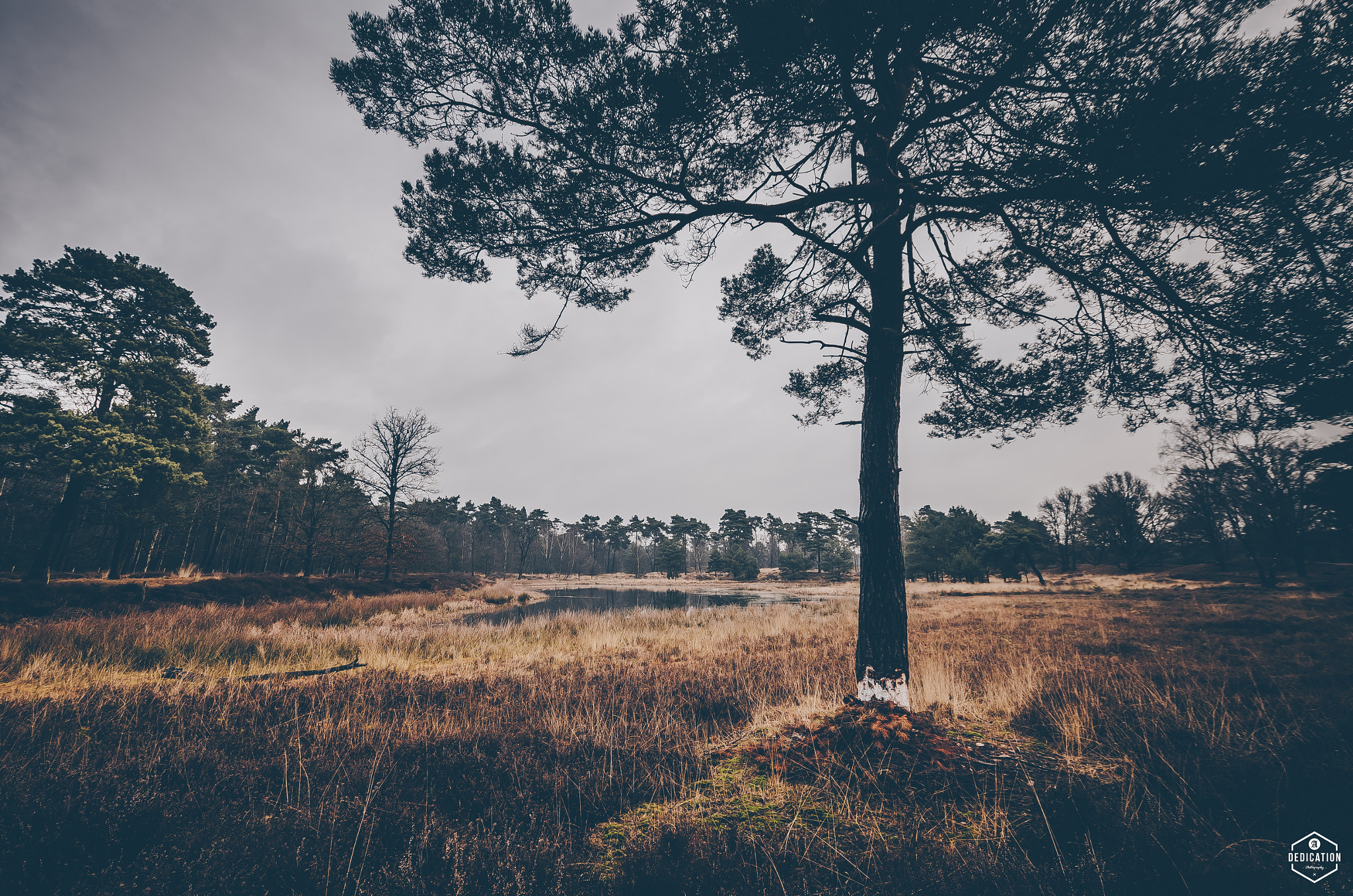 Sigma 10-20mm F3.5 EX DC HSM sample photo. Beegderheide photography