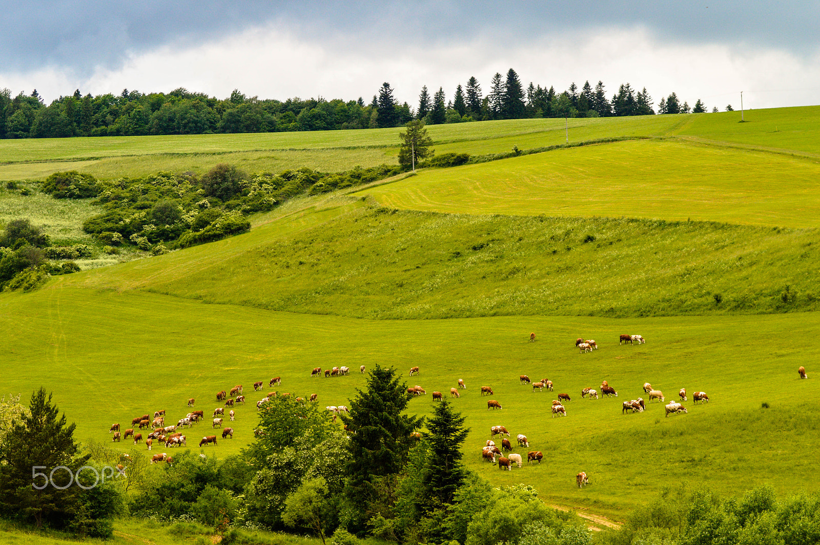 Nikon D3200 sample photo. Hungry cows photography