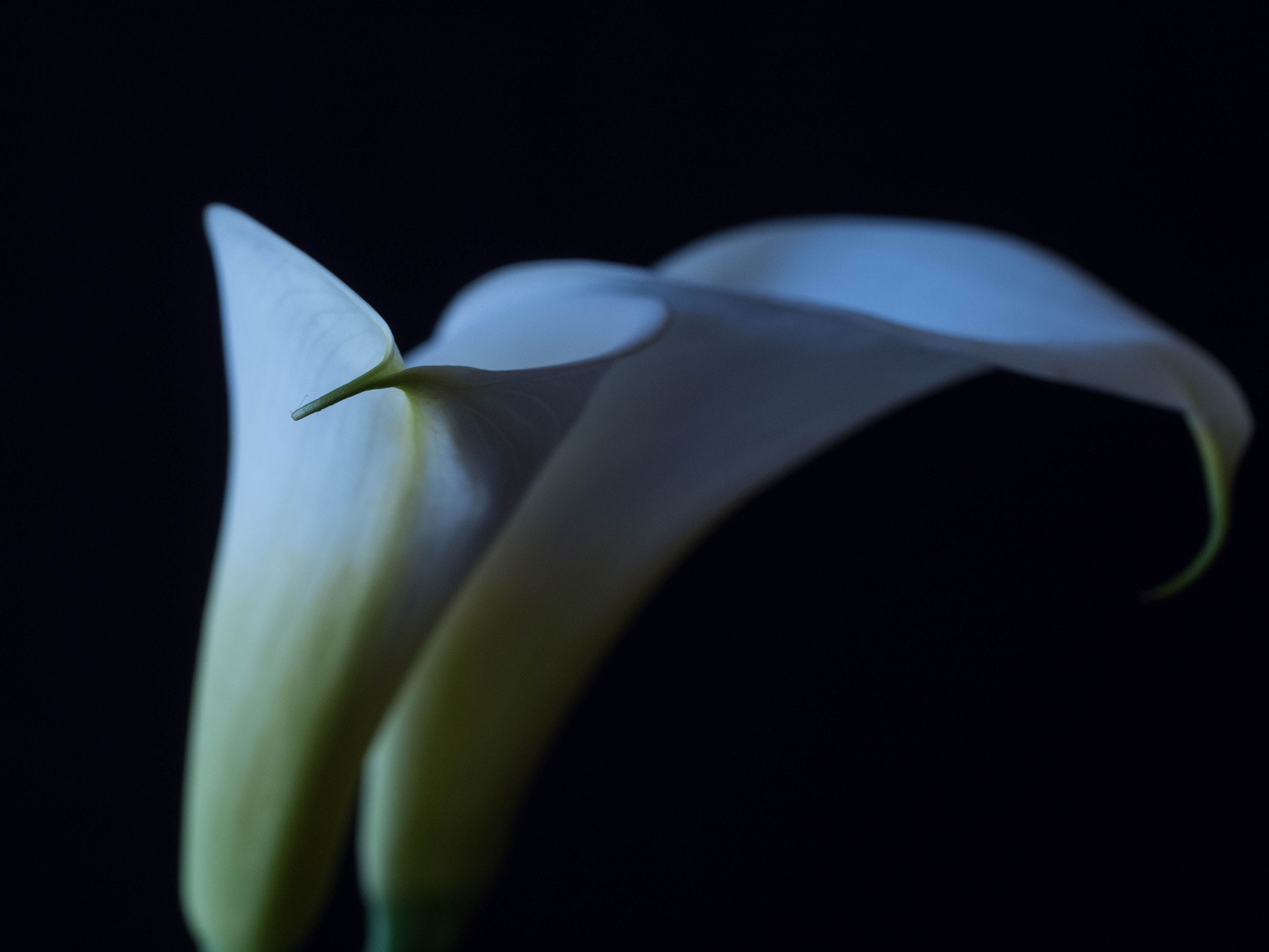 Panasonic Leica DG Macro-Elmarit 45mm F2.8 ASPH OIS sample photo