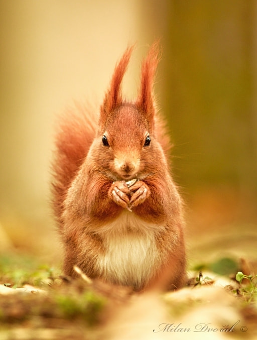 Canon EOS 7D Mark II sample photo. Squirrel symmetry photography