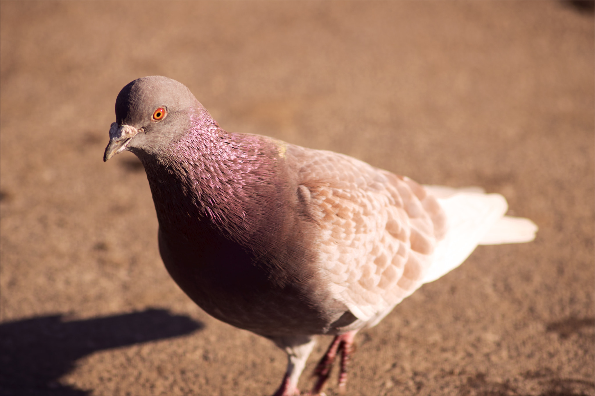 Canon EOS 750D (EOS Rebel T6i / EOS Kiss X8i) sample photo. Perfect pigeon  photography