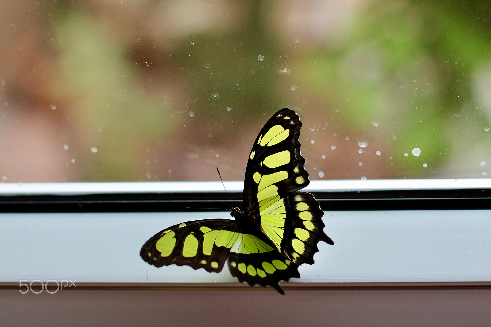 Canon EF 50mm F1.4 USM sample photo. At my window...inside! photography