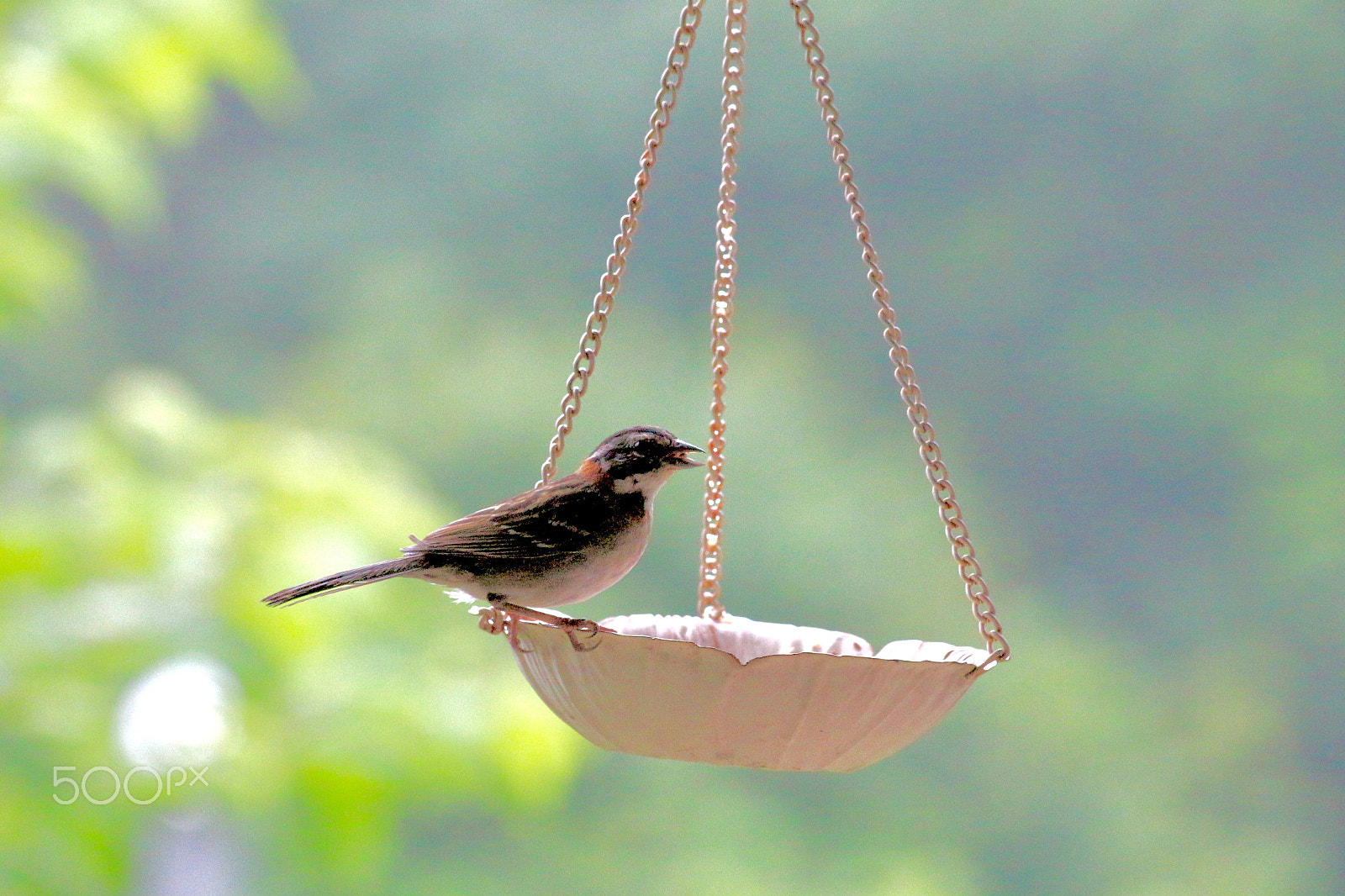 Canon EF 70-300mm F4-5.6 IS USM sample photo. Pssss..., let me eat! photography