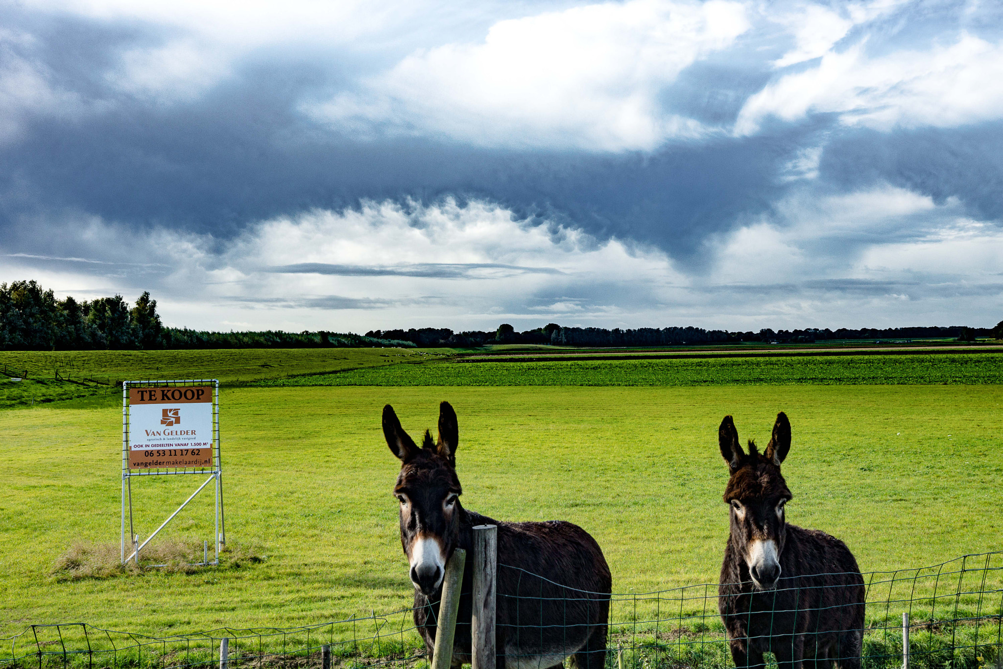 Sony SLT-A65 (SLT-A65V) sample photo. Holland photography