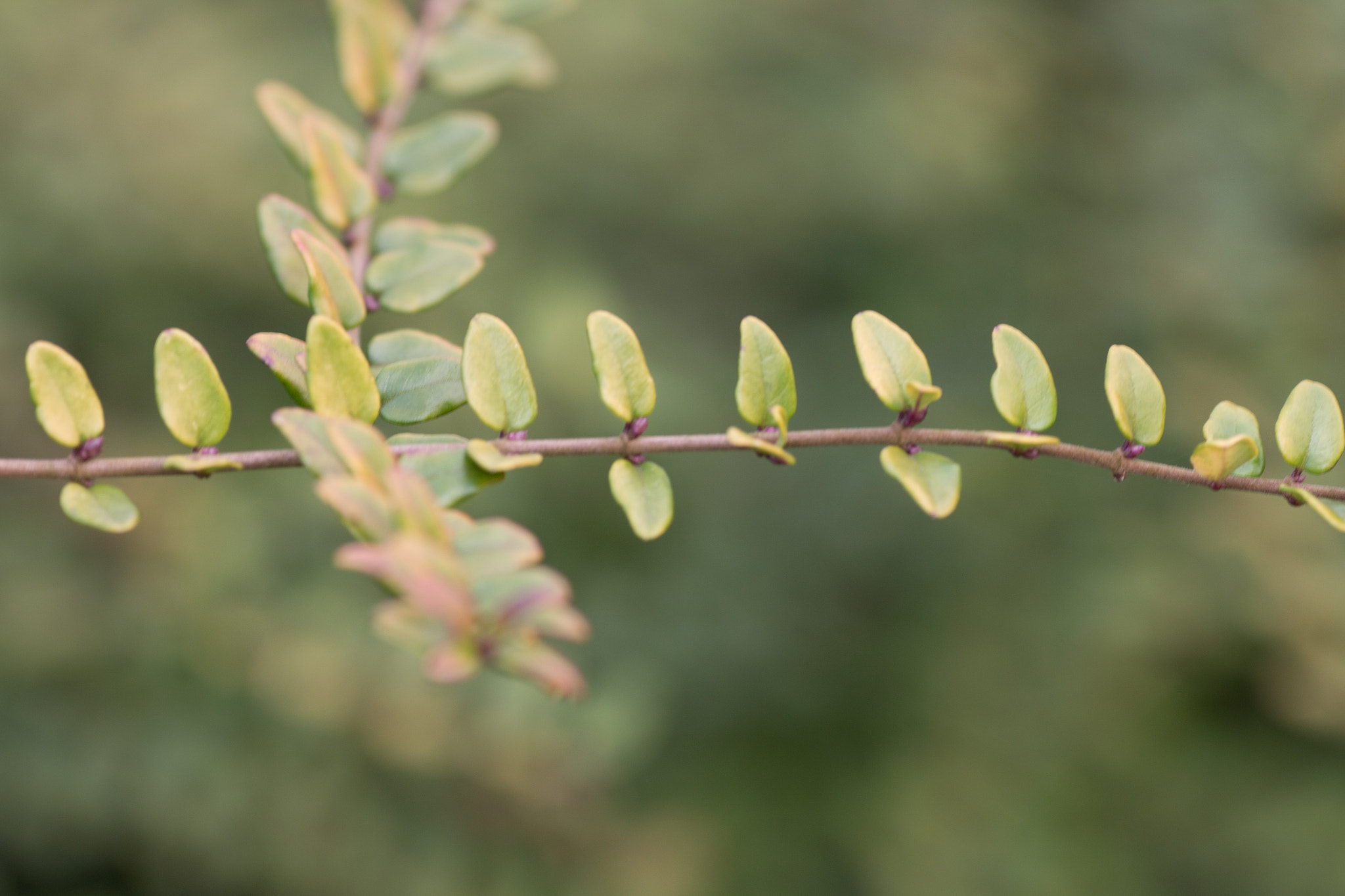 Canon EOS 70D + Canon EF 135mm F2L USM sample photo. Leafs on a row photography