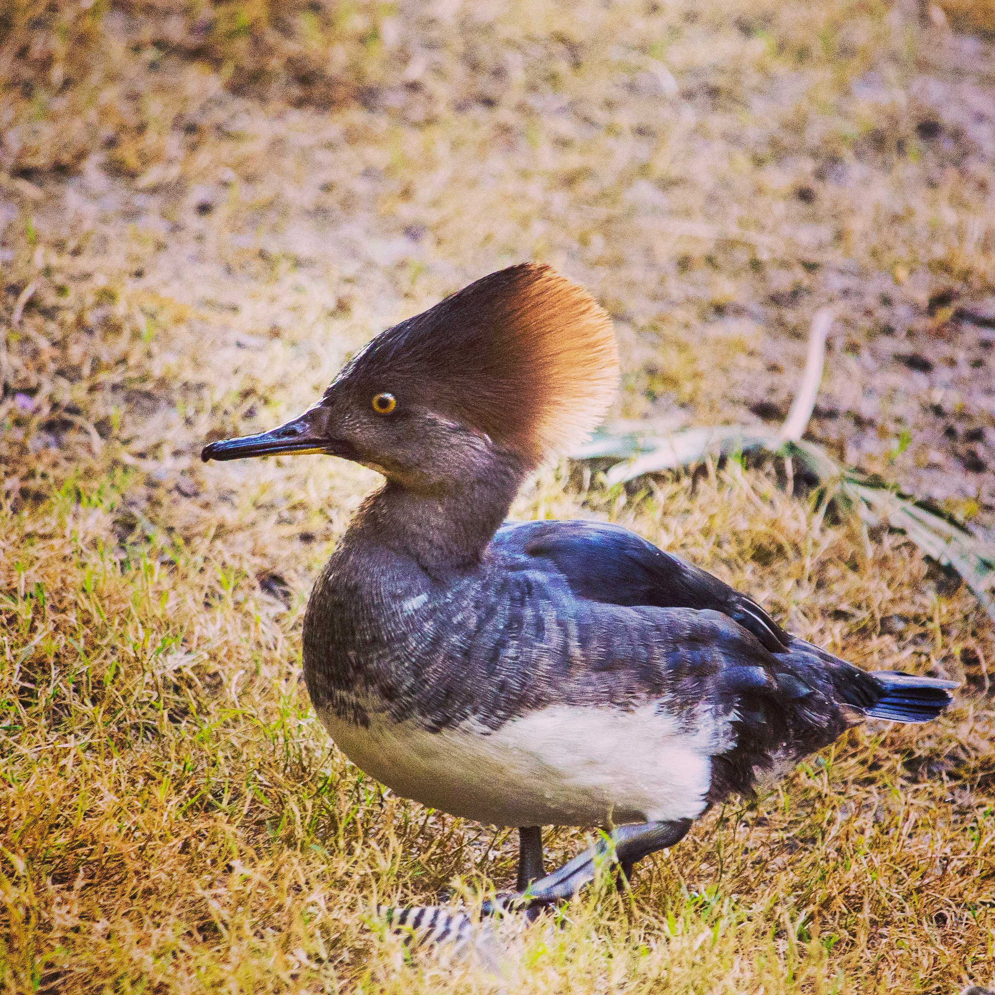 Canon EF-S 55-250mm F4-5.6 IS STM sample photo. Female hooded merganser photography
