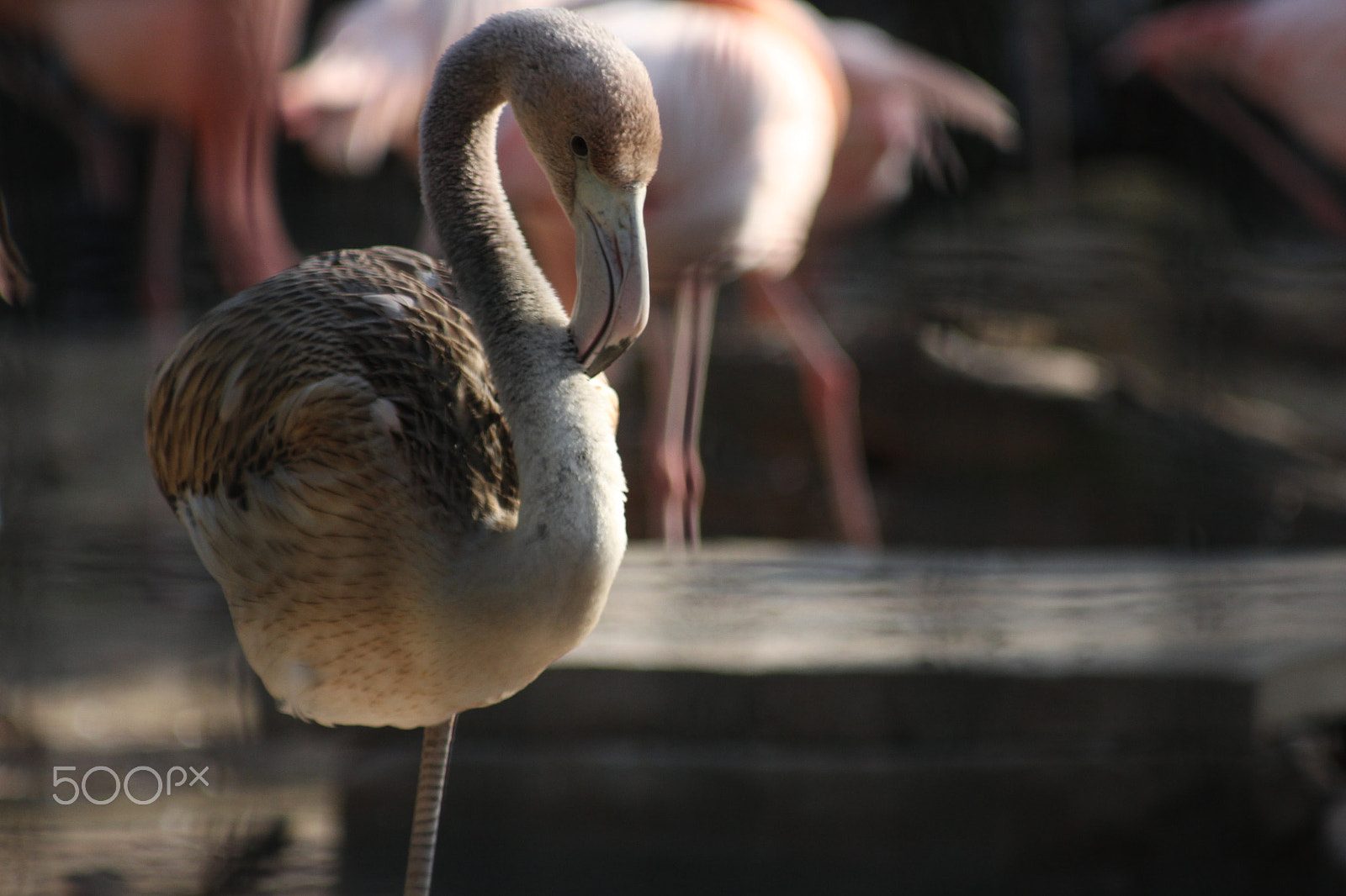 Canon EF 80-200mm F4.5-5.6 II sample photo. Grey flamingo photography