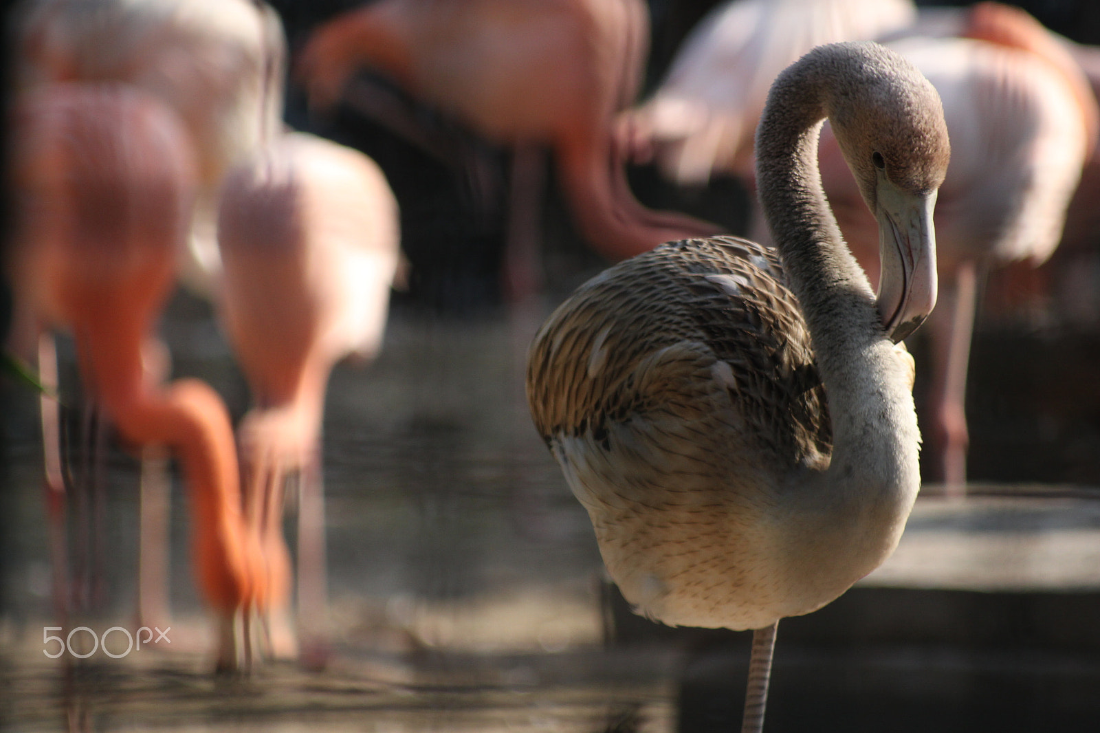 Canon EOS 500D (EOS Rebel T1i / EOS Kiss X3) sample photo. Grey flamingo photography