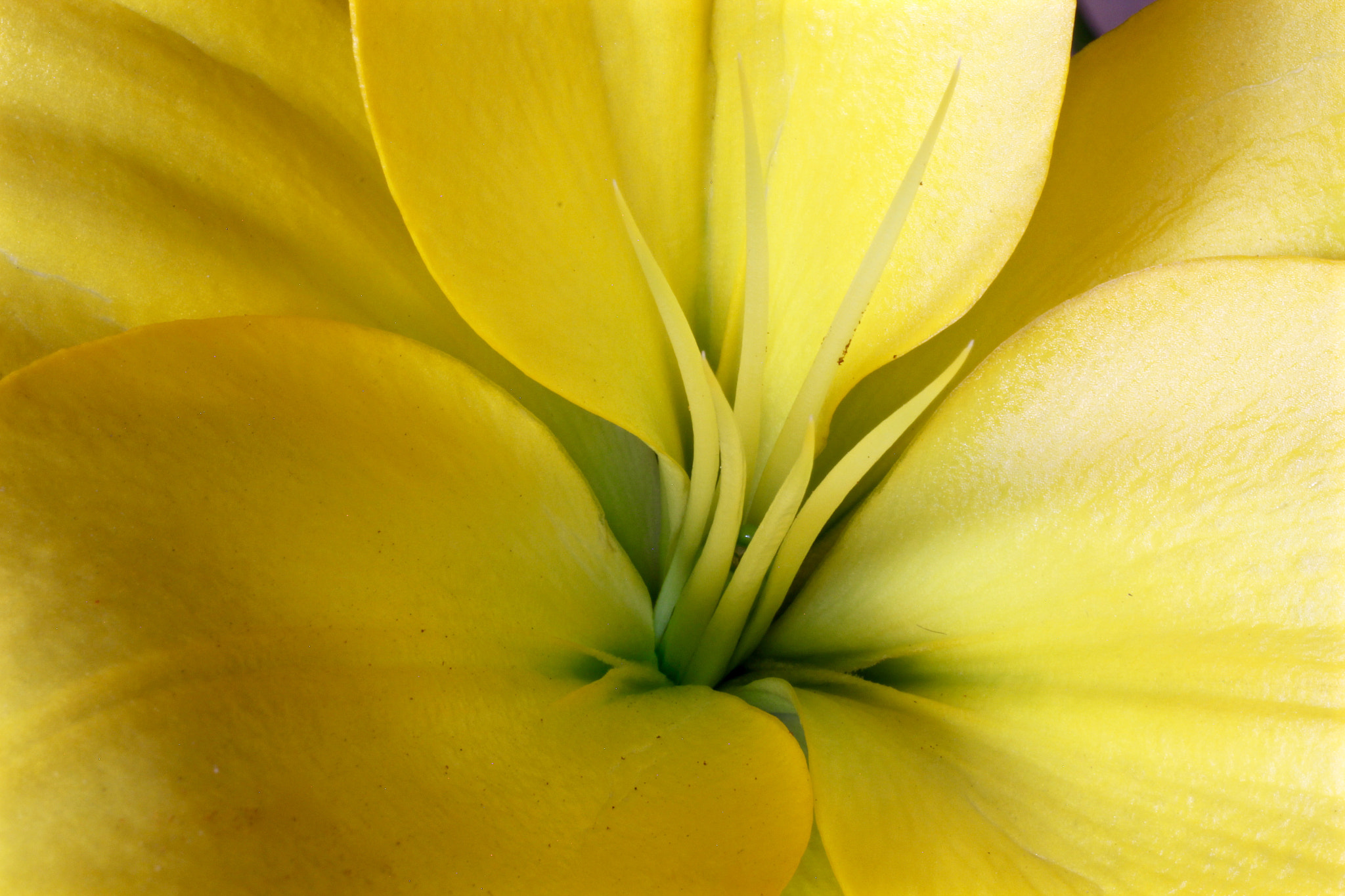Canon EOS 60D sample photo. Yellow lilly closeup photography