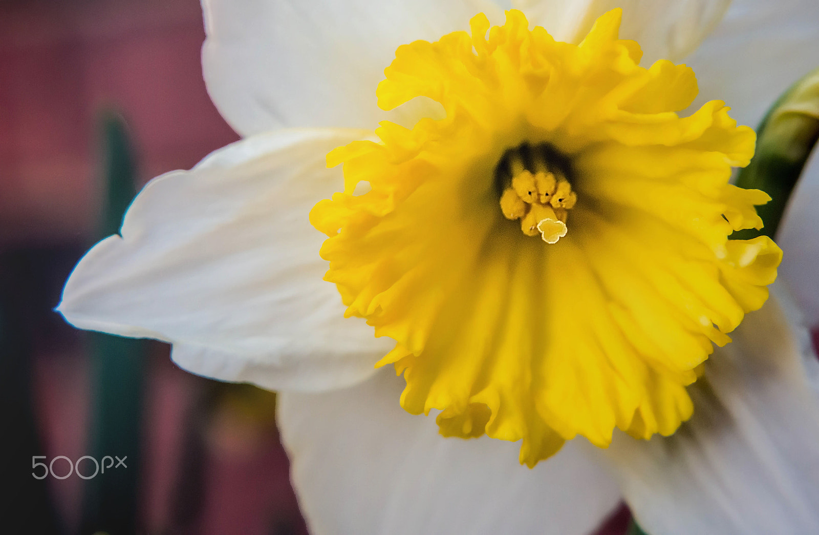 Nikon D7200 sample photo. Flower photography