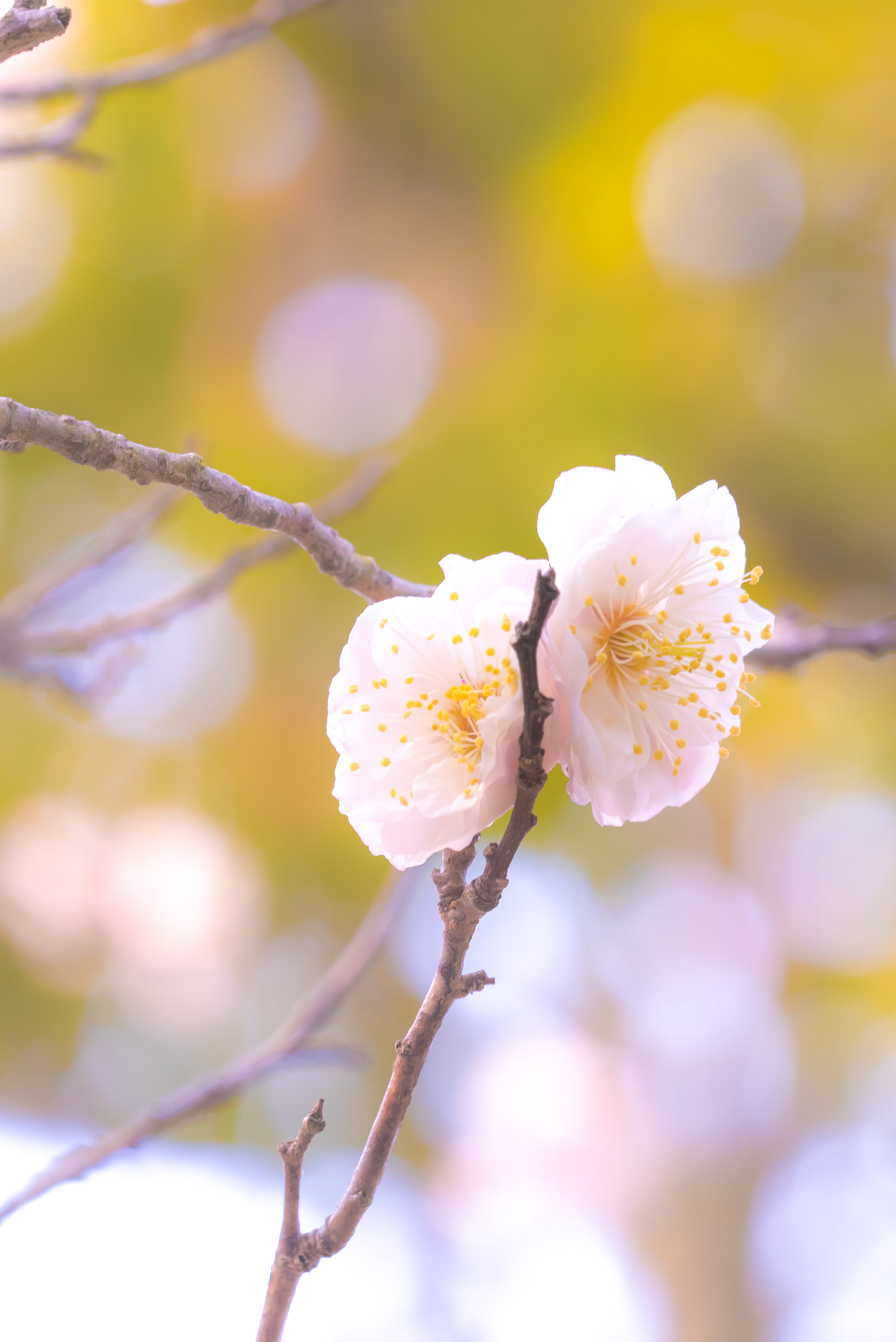 Sigma 150mm F2.8 EX DG OS Macro HSM sample photo. Plum blossom photography