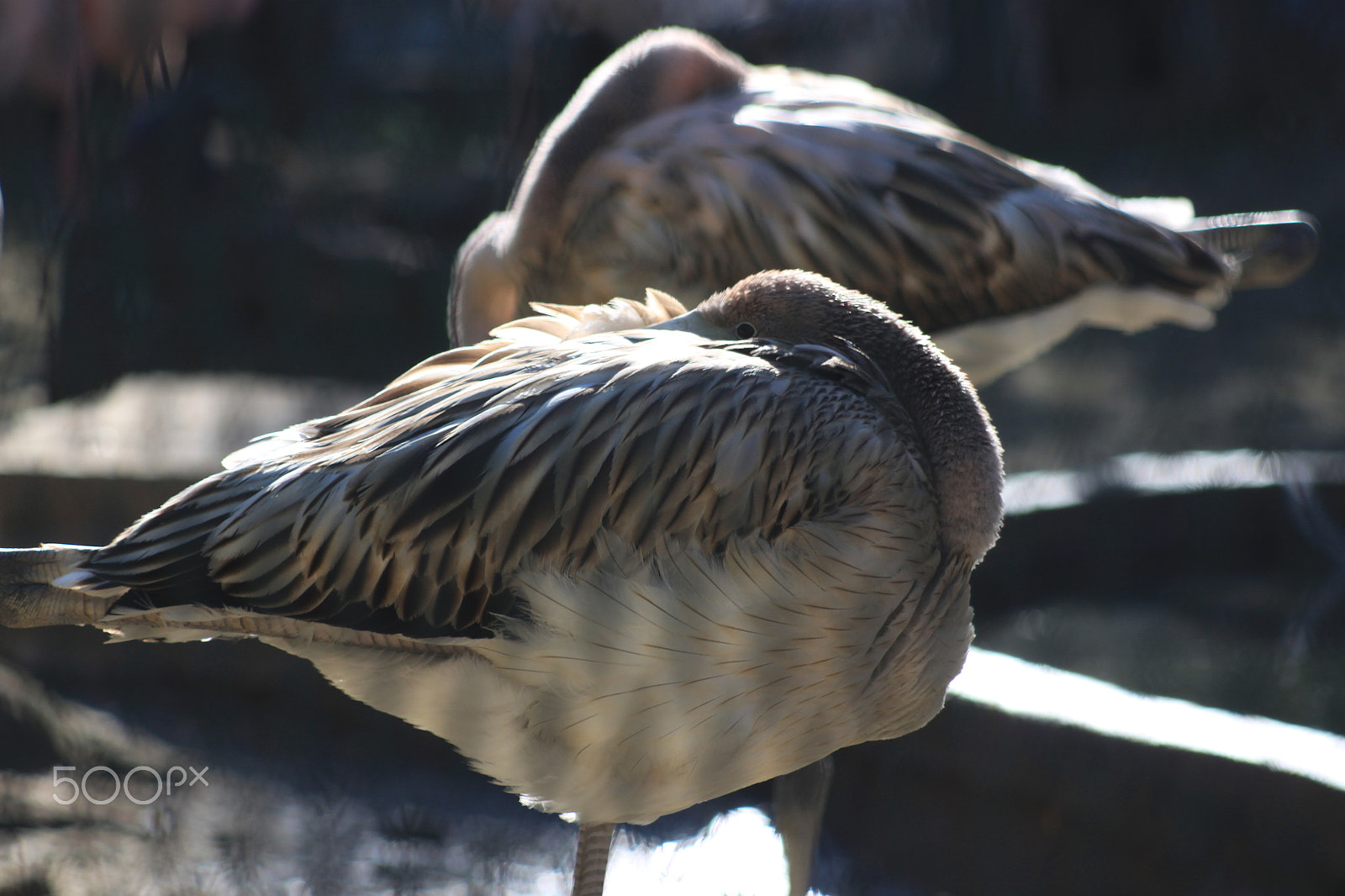 Canon EOS 500D (EOS Rebel T1i / EOS Kiss X3) sample photo. Grey flamenco photography