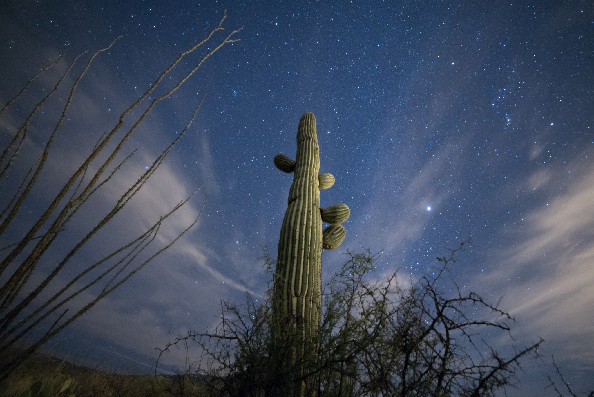 Nikon D600 sample photo. Saguaro under the stars photography