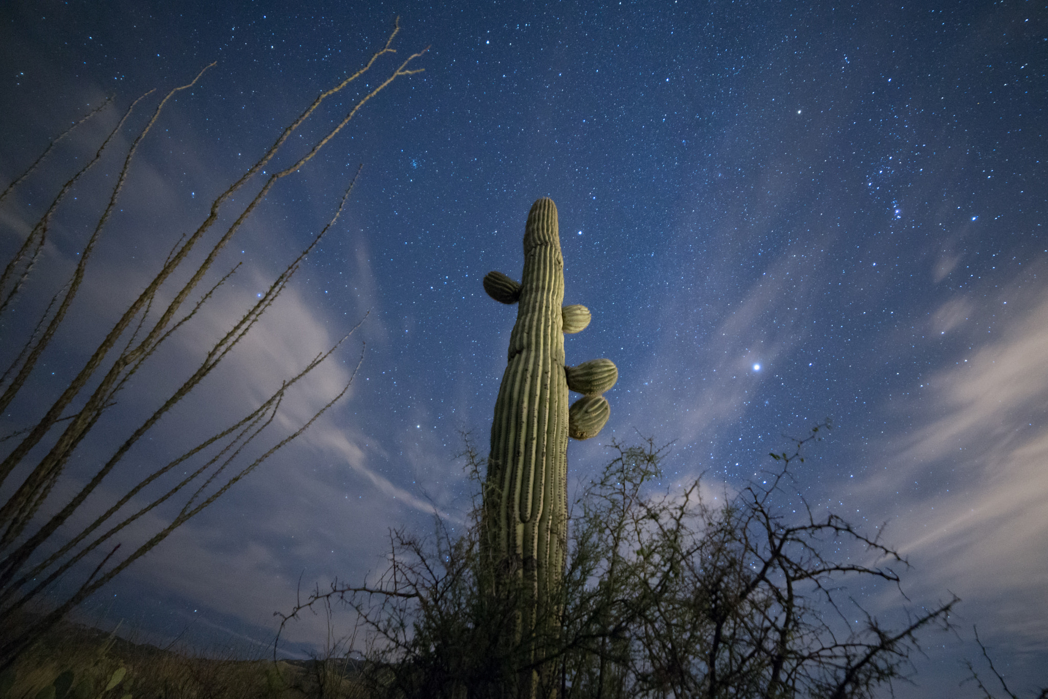 Samyang 14mm F2.8 ED AS IF UMC sample photo. Saguaro under the stars photography