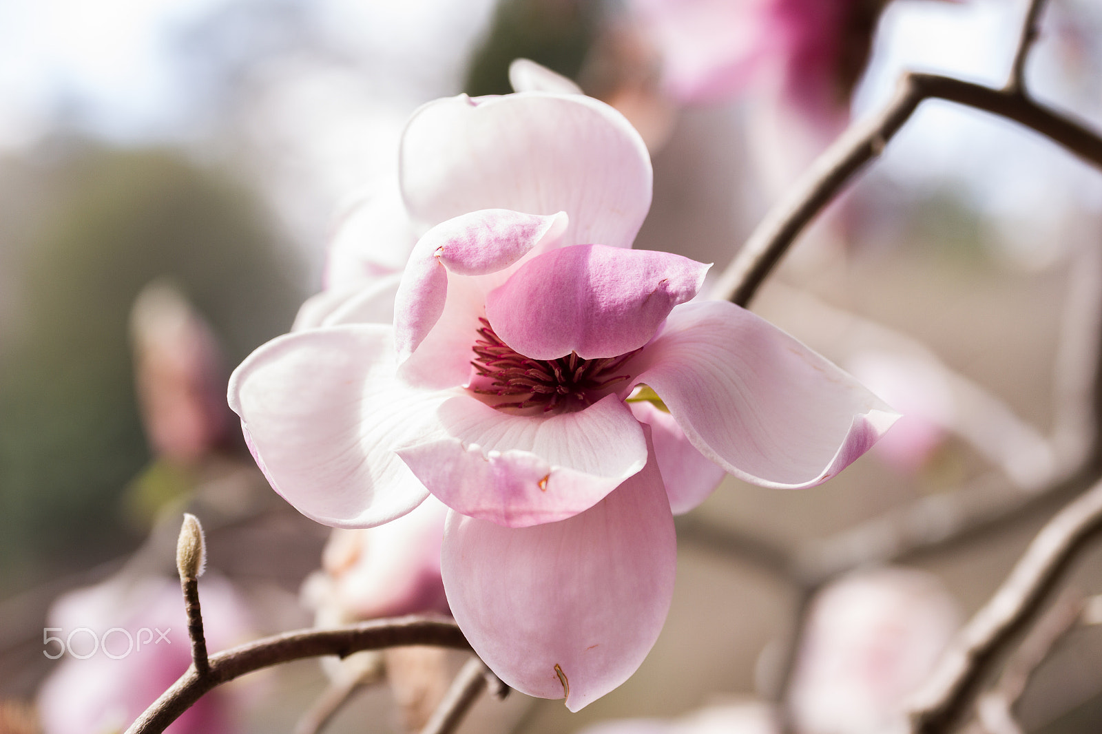 Canon EOS 550D (EOS Rebel T2i / EOS Kiss X4) sample photo. Spring again. . . photography